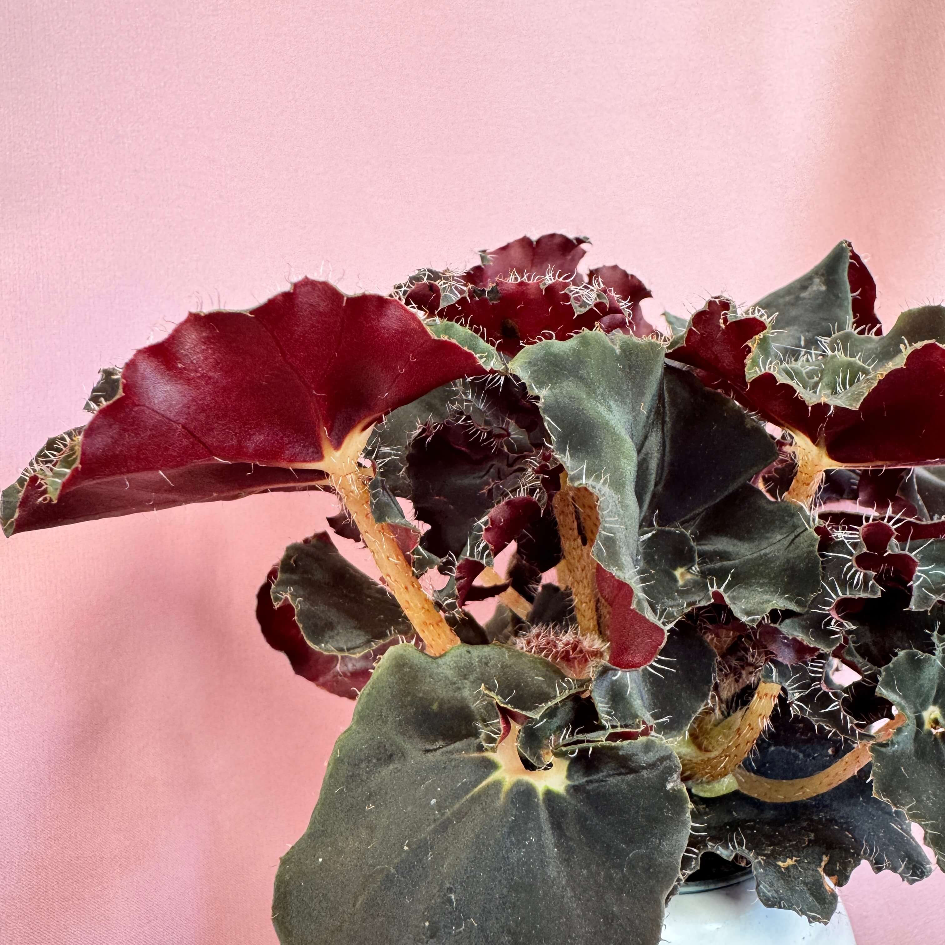 Begonia Magic colours Dark Mambo