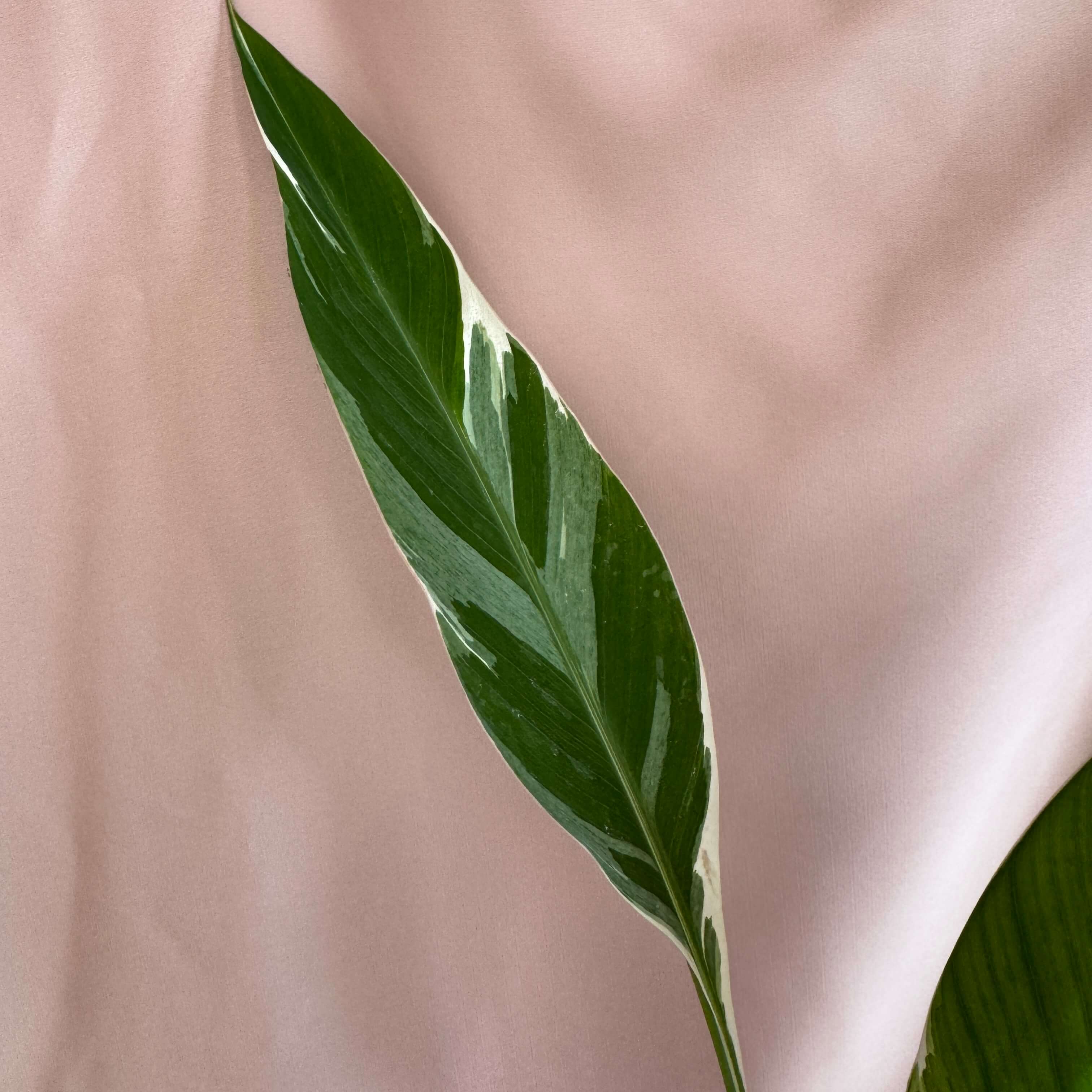 Musa Florida Variegata