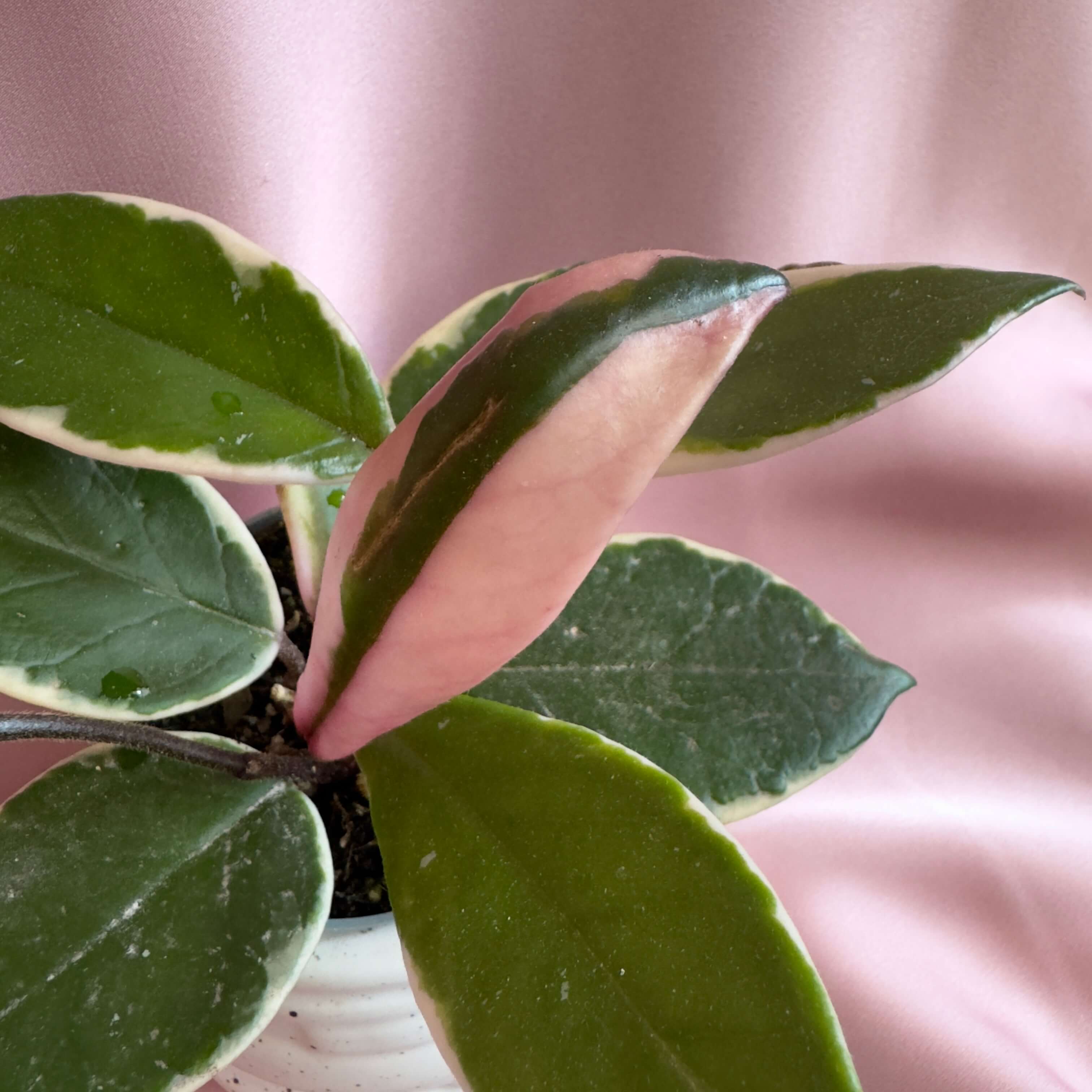 Hoya carnosa Tricolor Flamingo Dream
