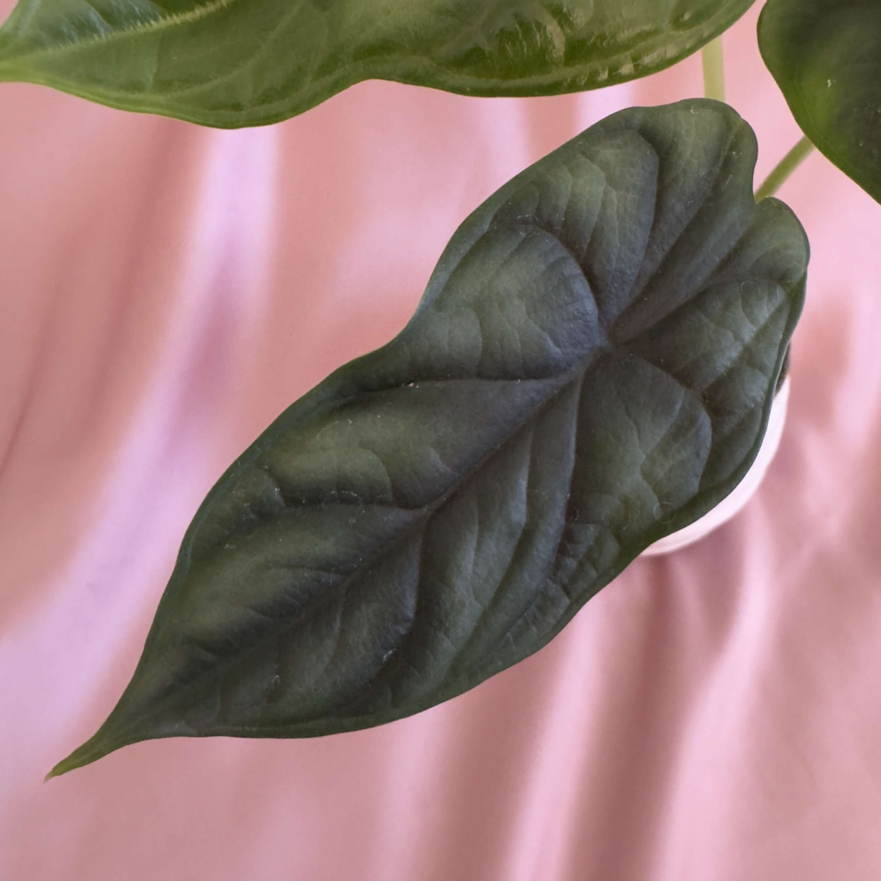 Alocasia Dragon scale