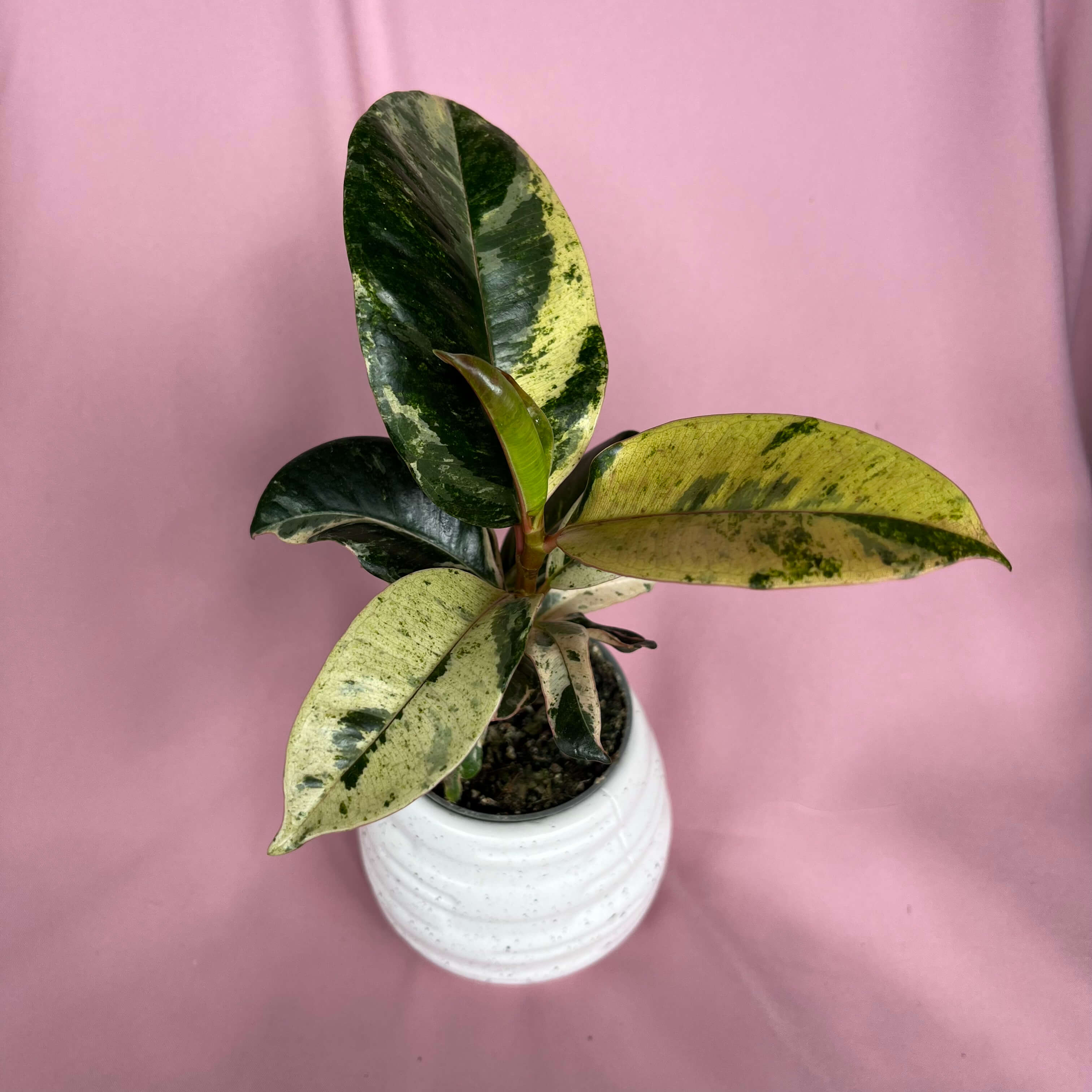 Ficus elastica Shivereana
