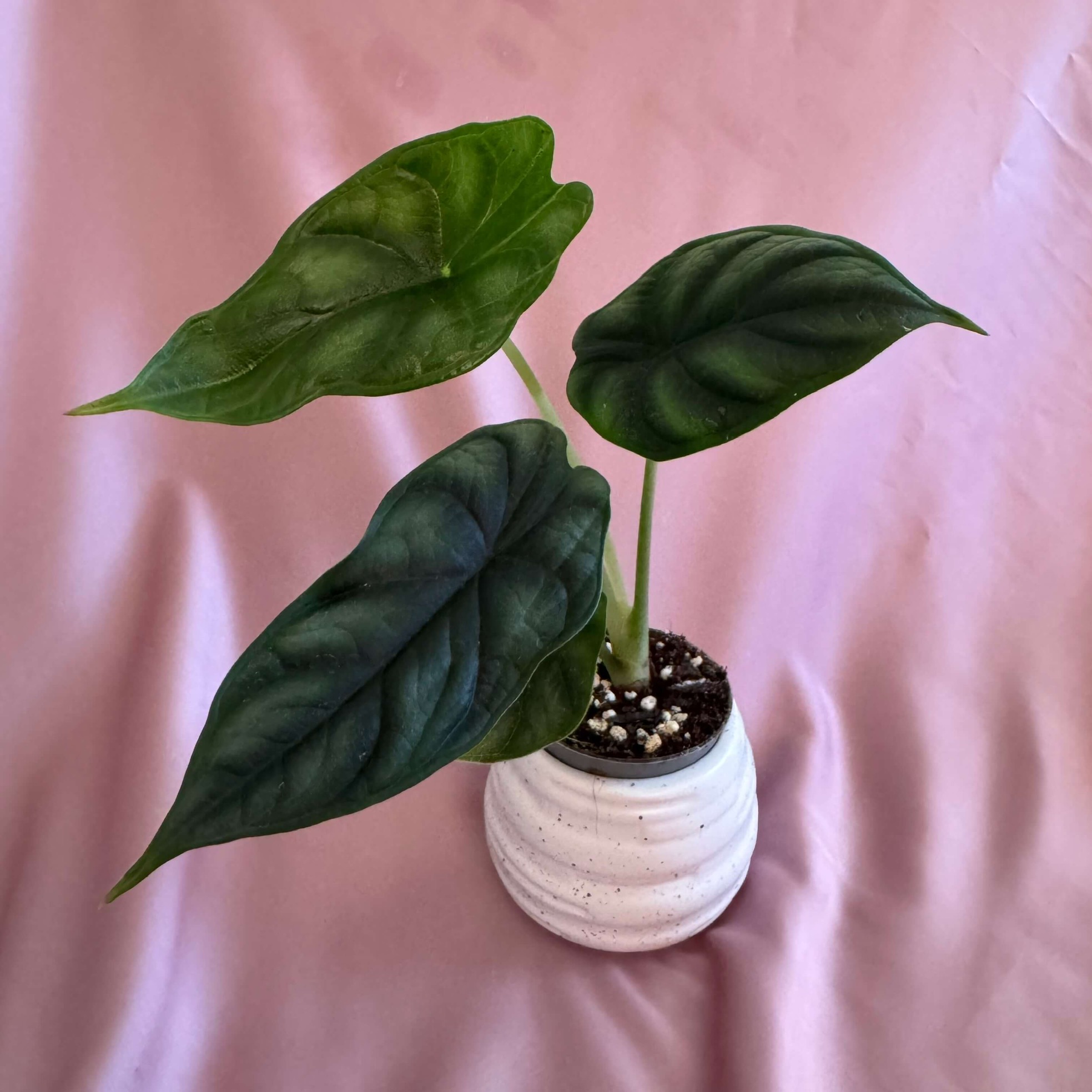 Alocasia Dragon scale