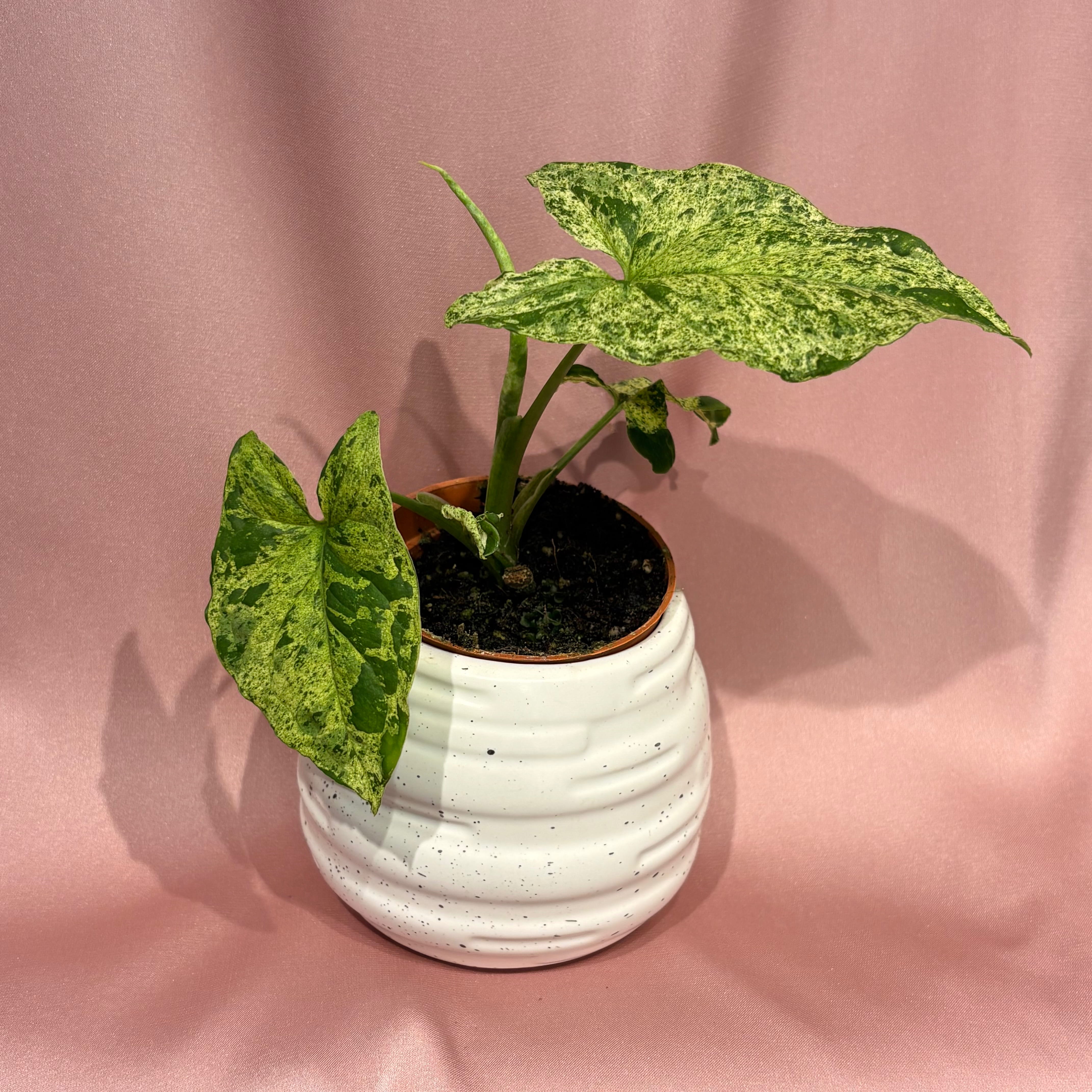 Syngonium Mottled