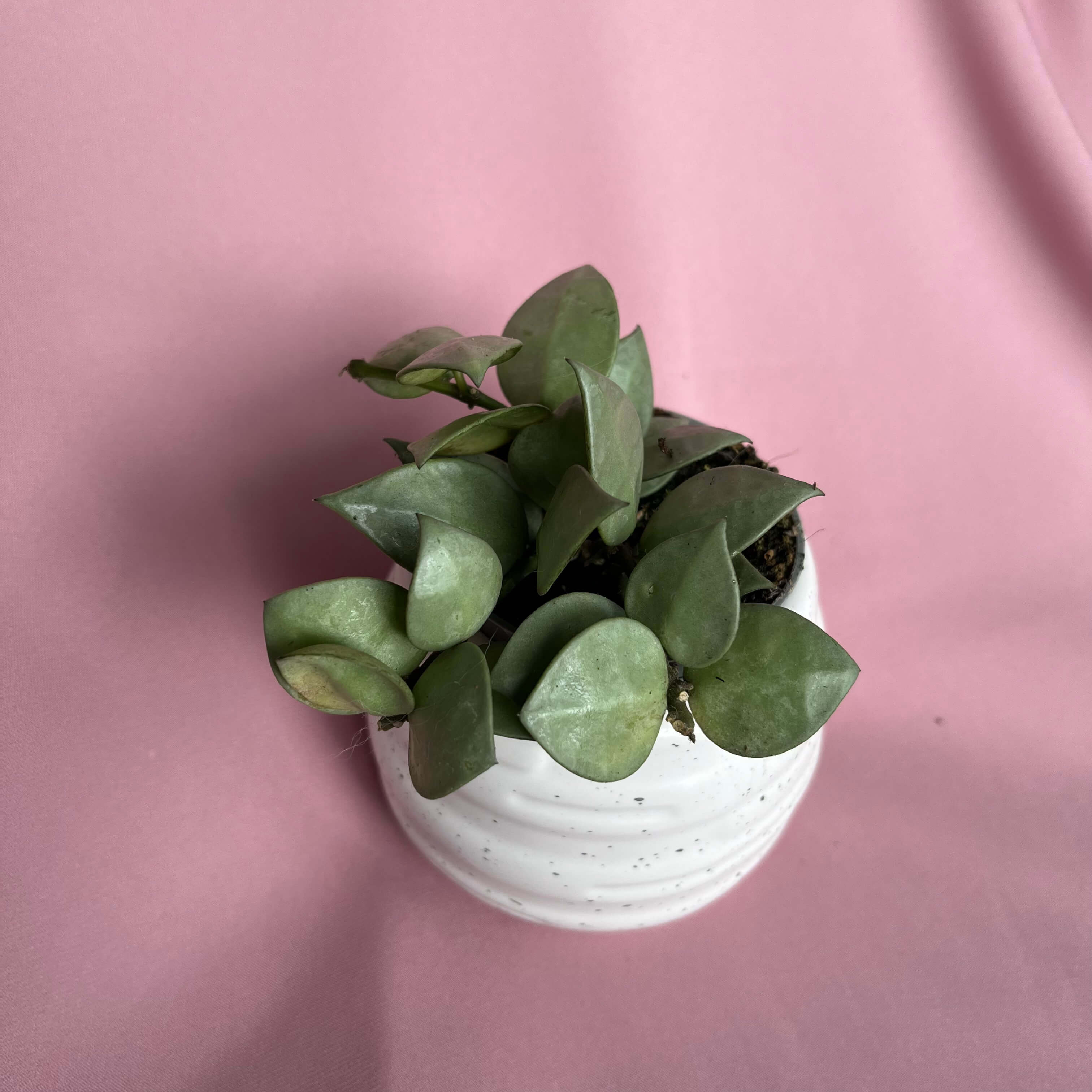 Hoya krohniana Eskimo