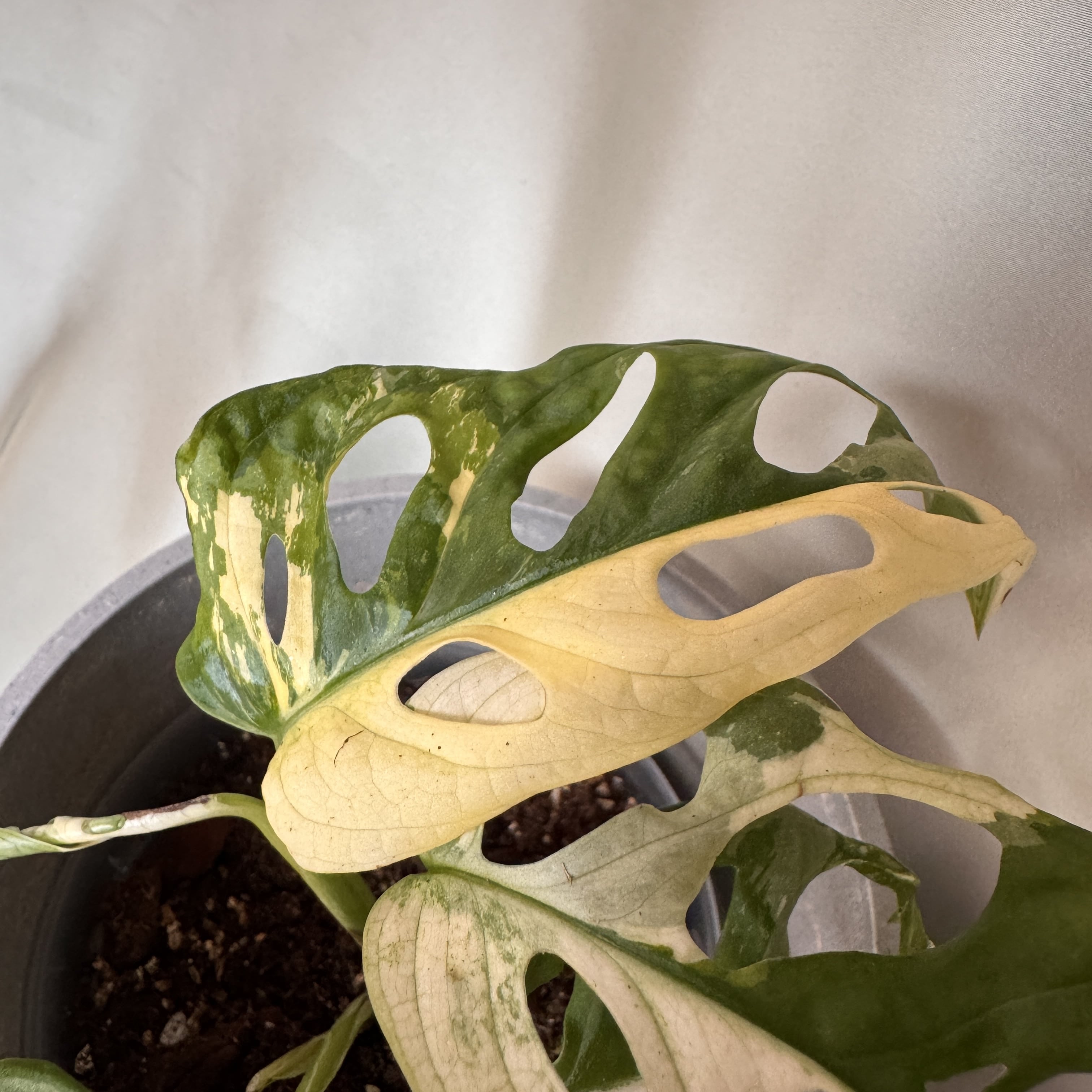 Monstera Adansonii Variegata