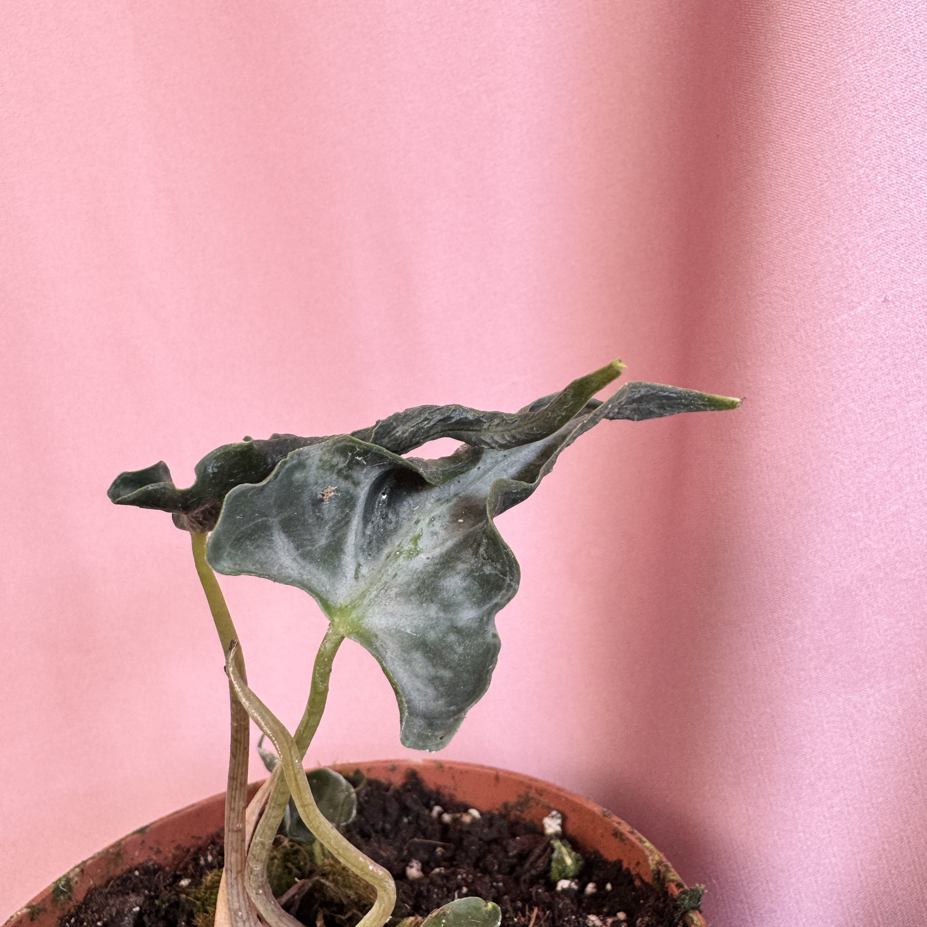 Alocasia Loco