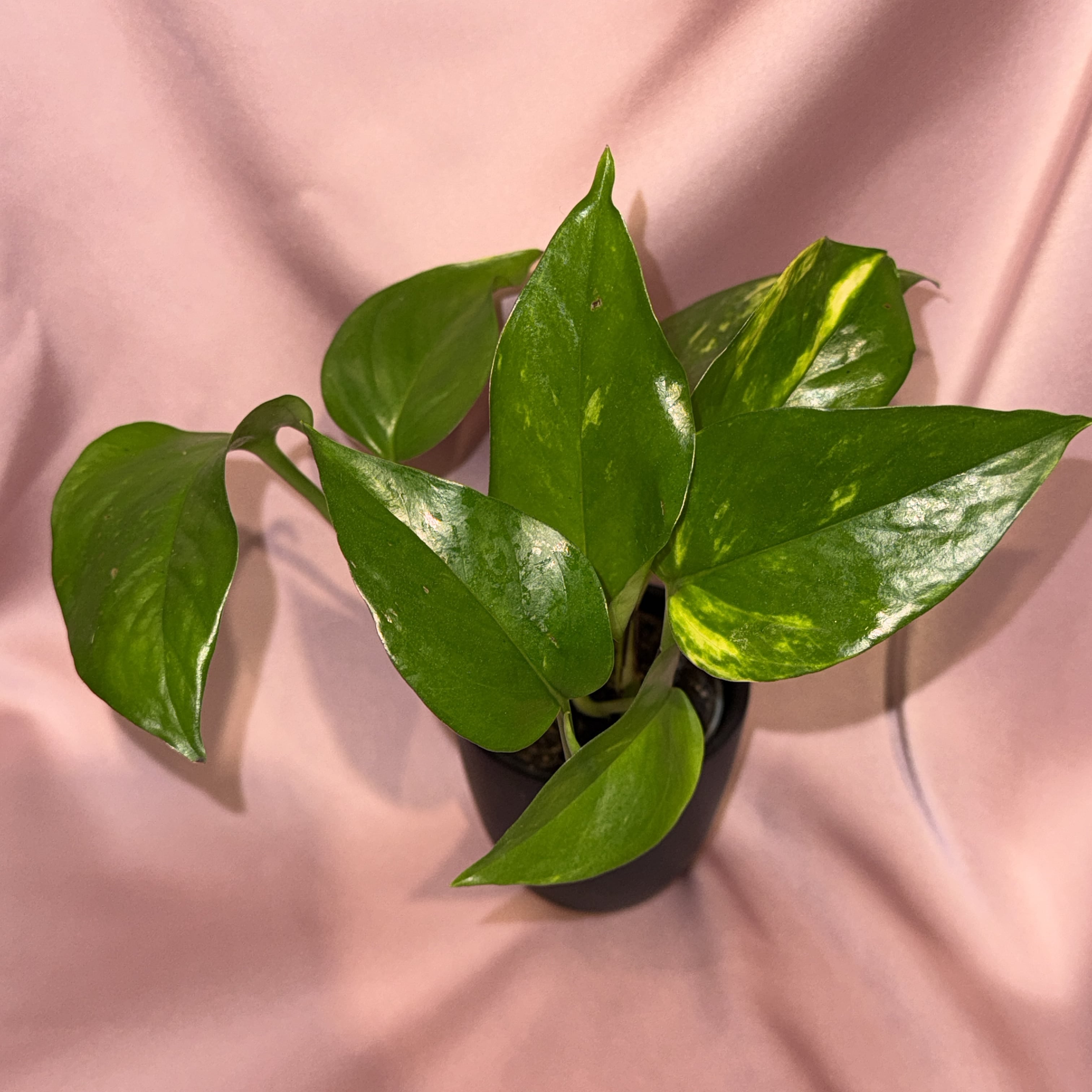 Epipremnum pinnatum aureum