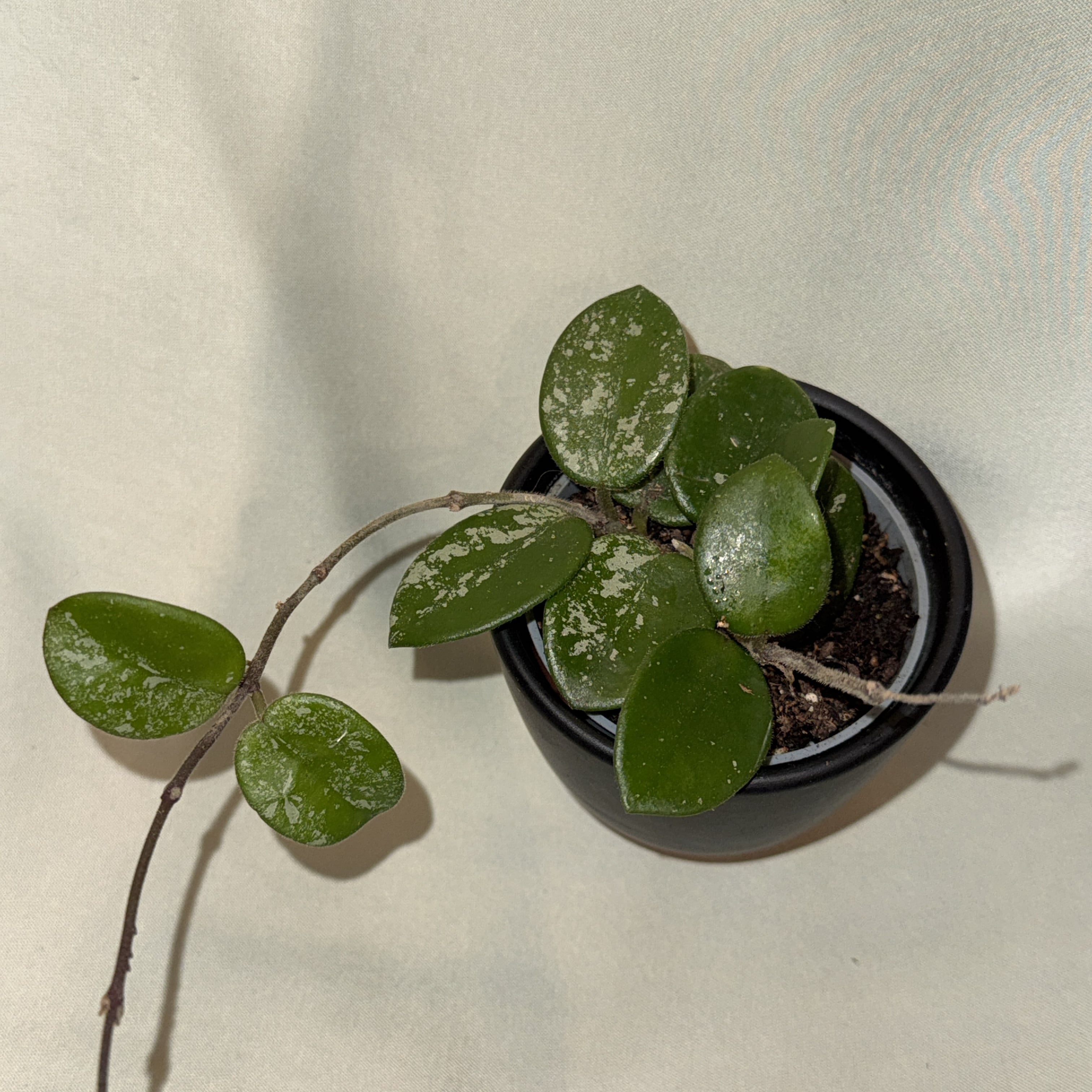 Hoya Mathilde Splash