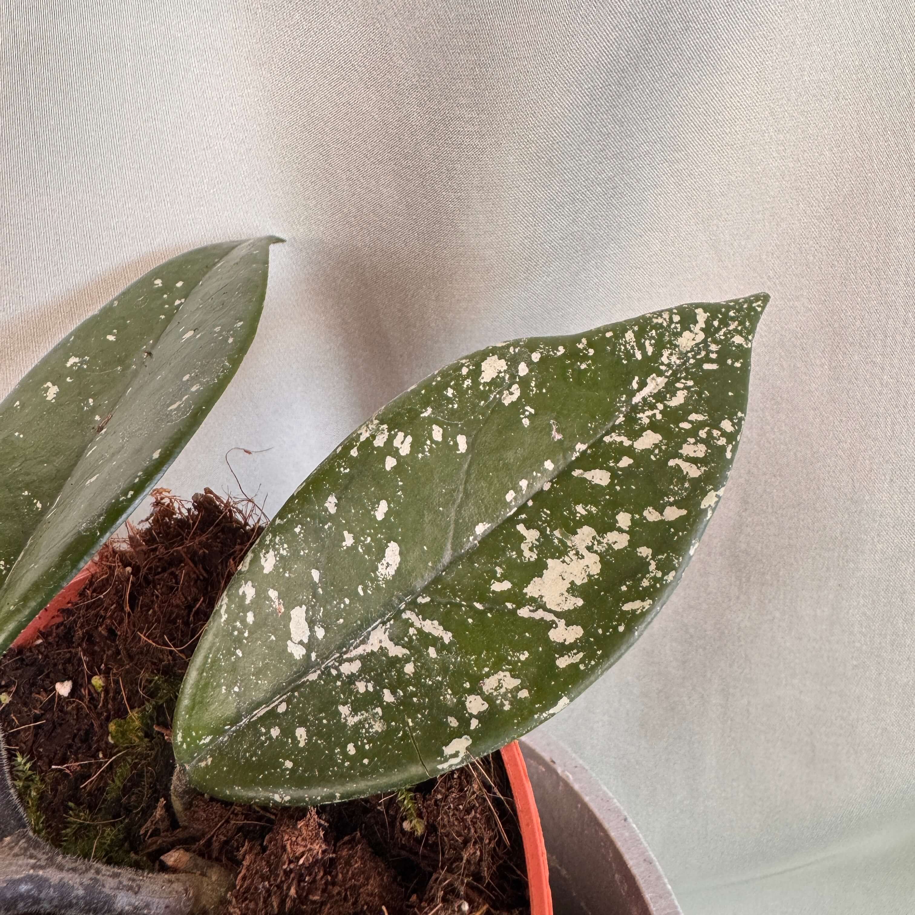 Hoya carnosa Stardust