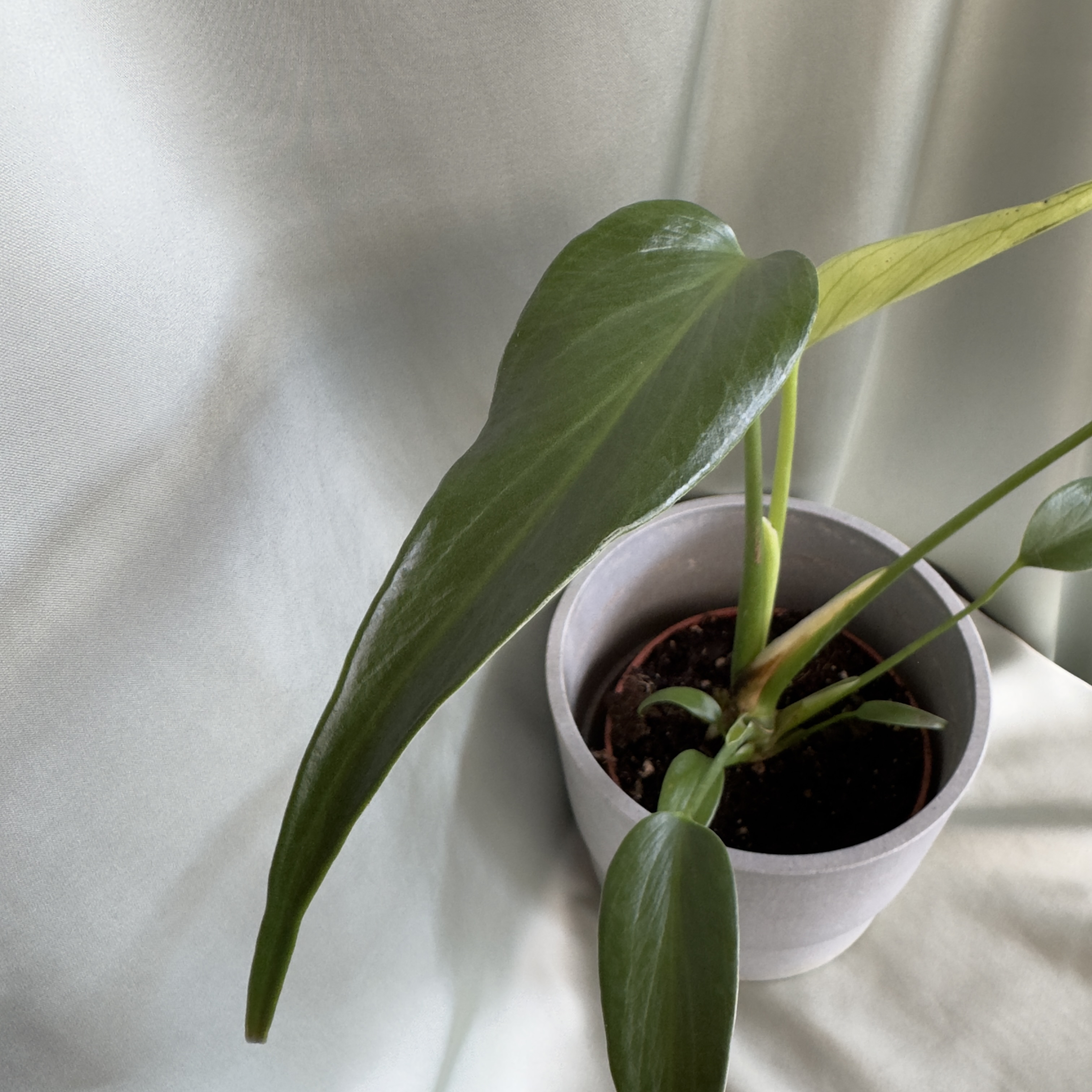 Monstera Burle Marx Flame