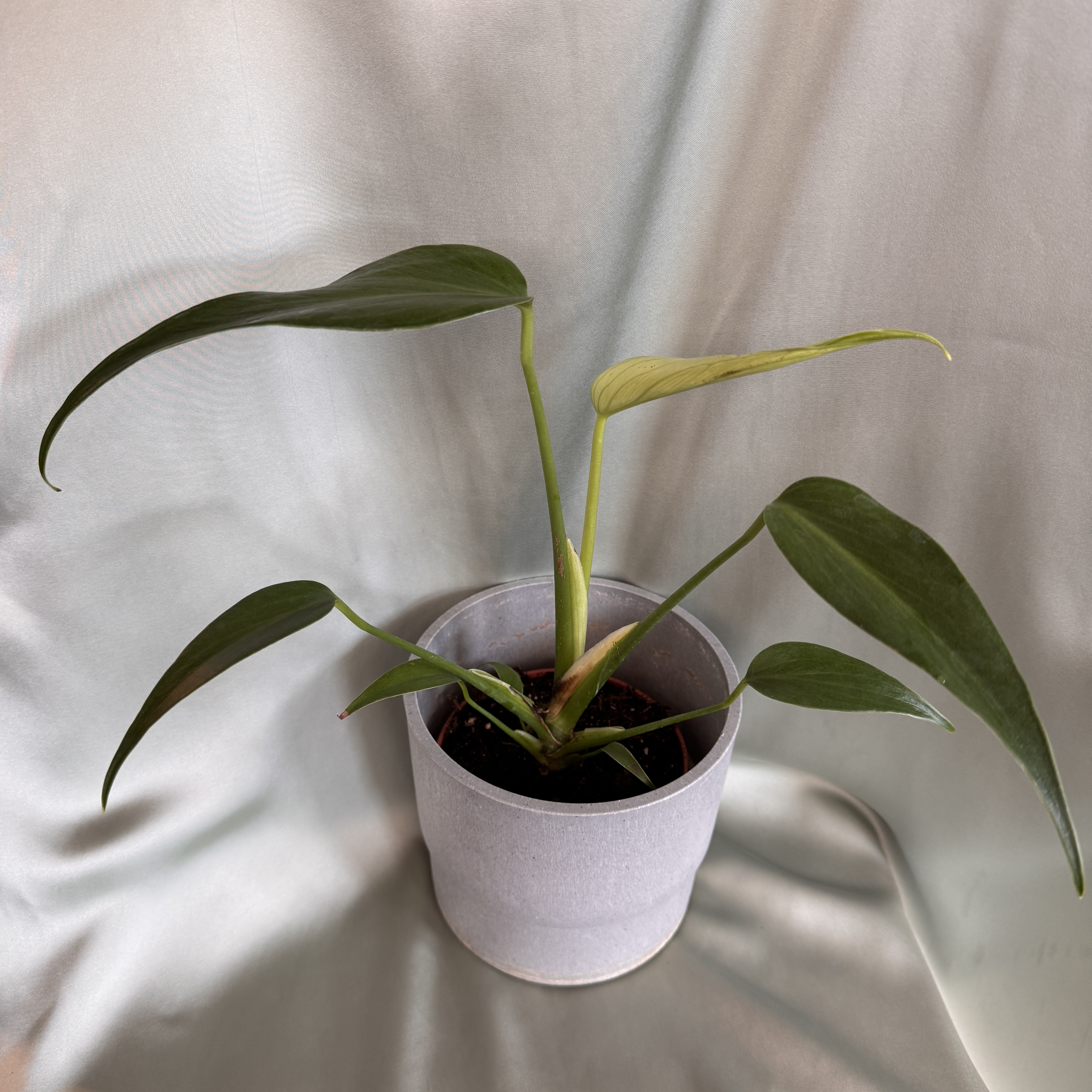 Monstera Burle Marx Flame