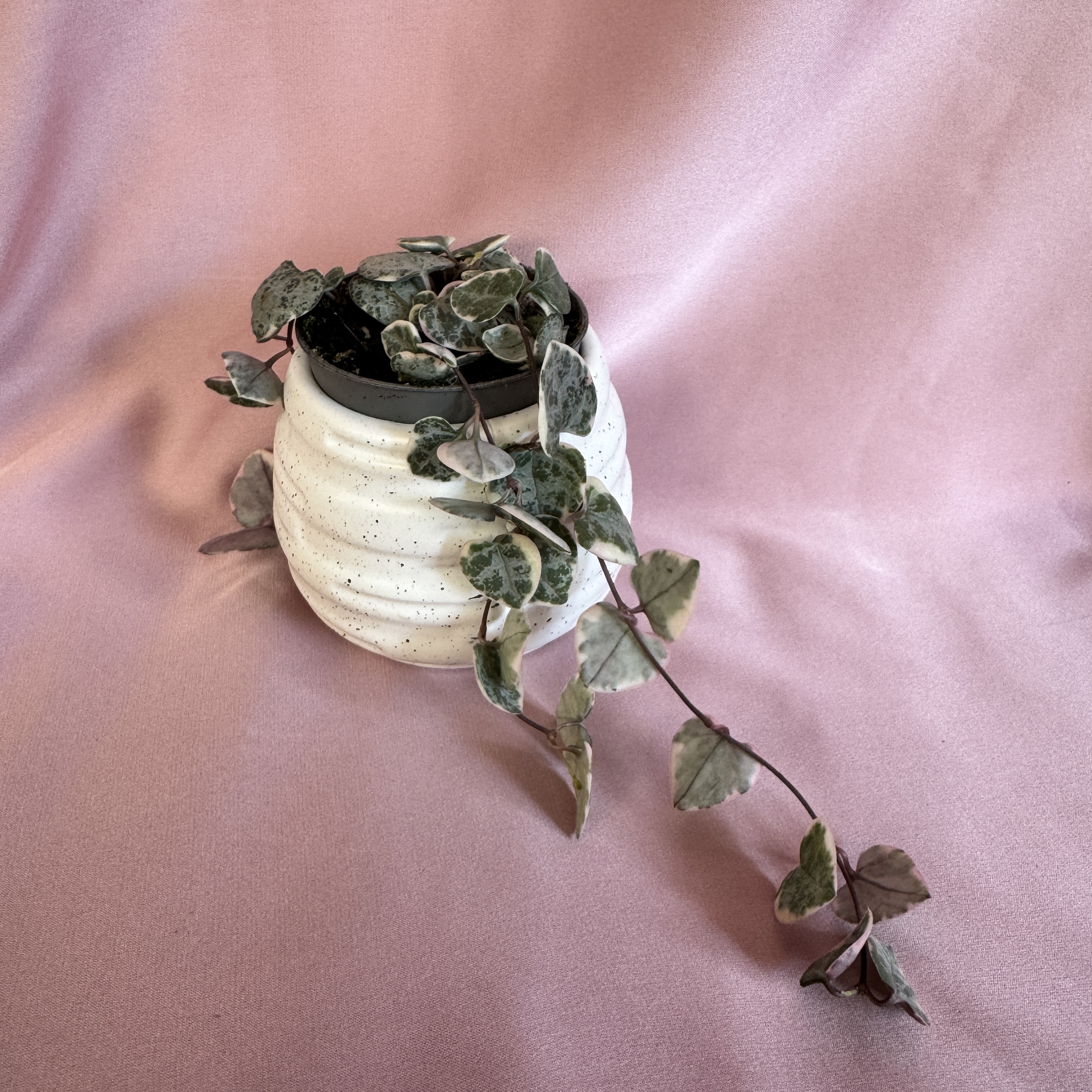 Ceropegia woodii Variegata