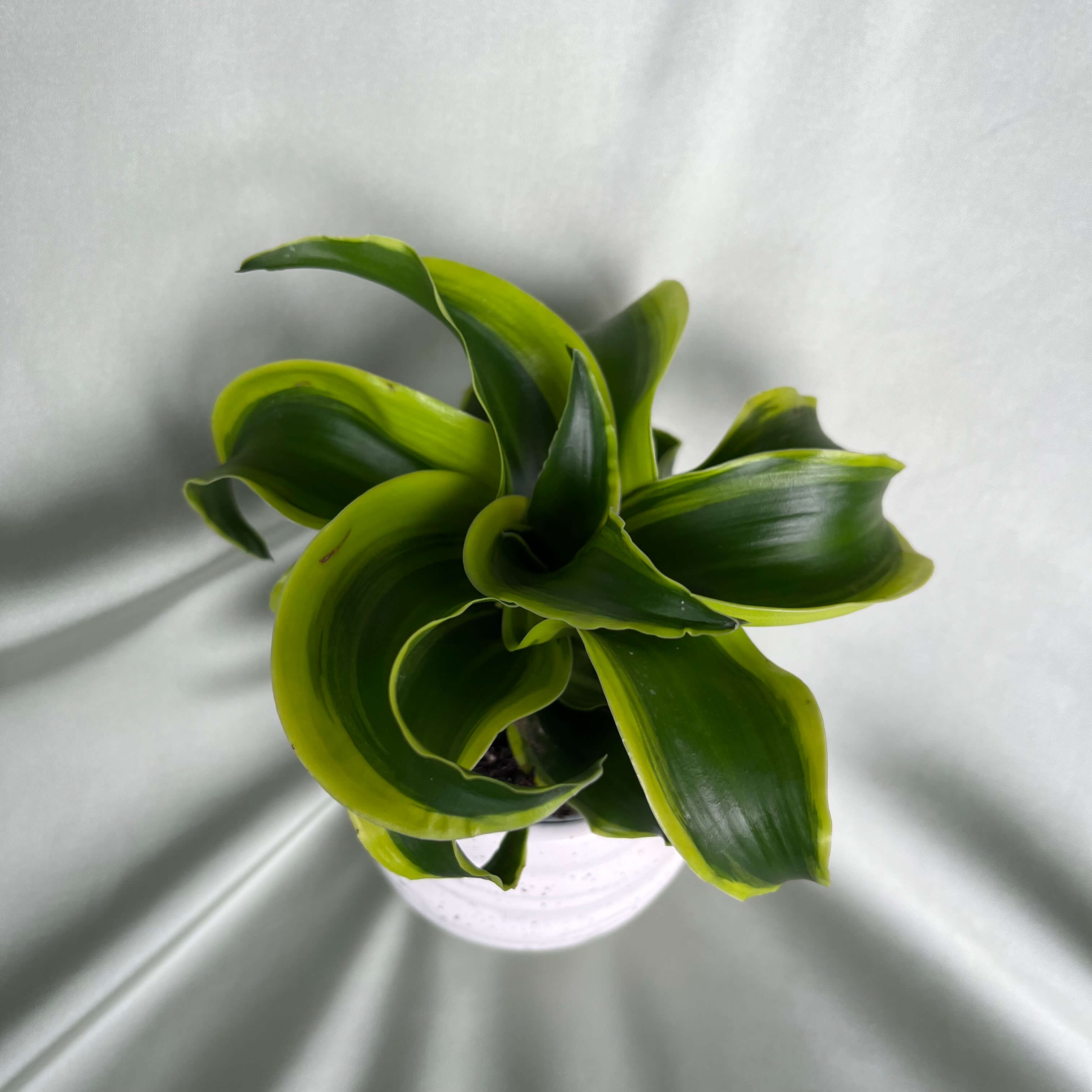 Dracaena fragrans Tornado