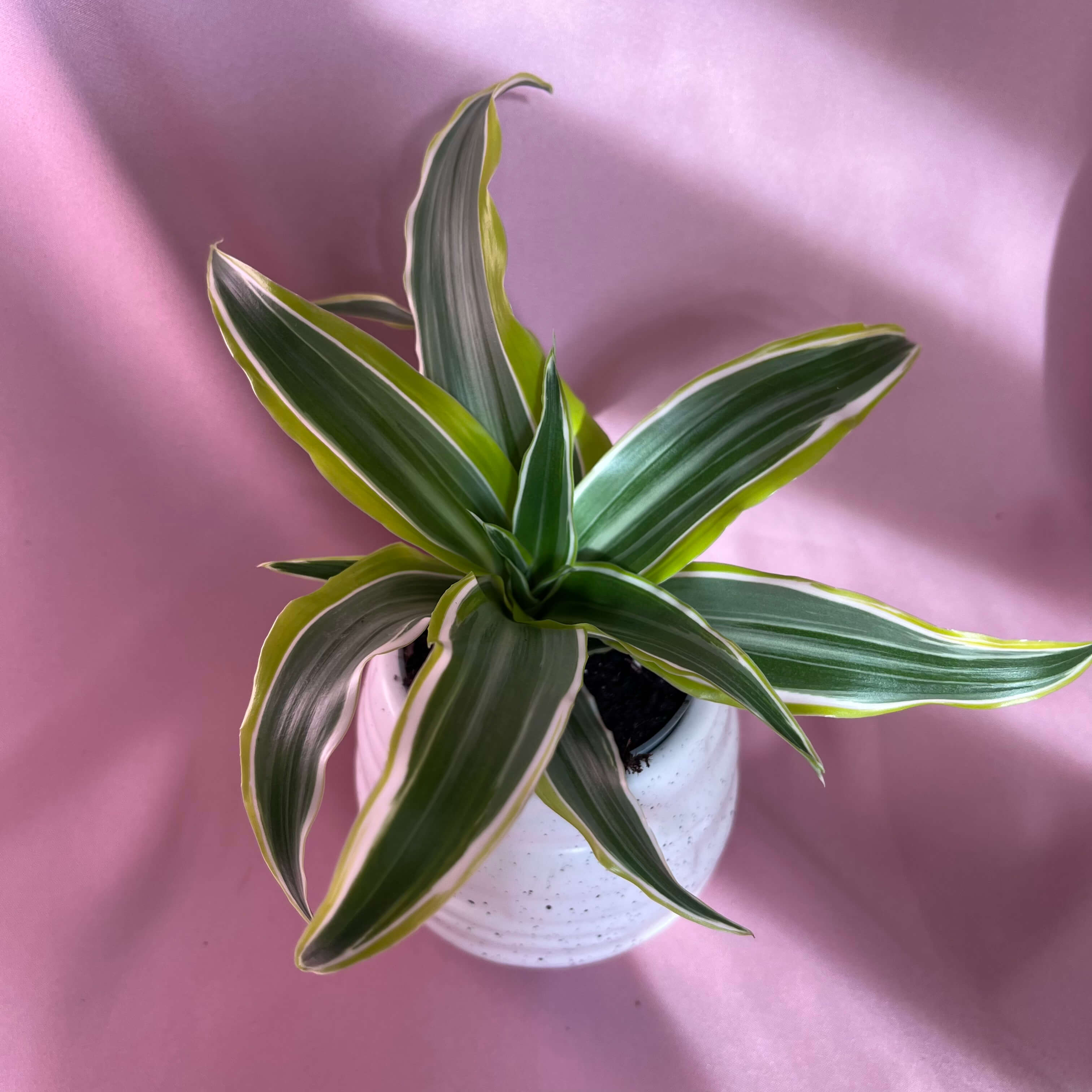 Dracaena fragrans Lemon Lime