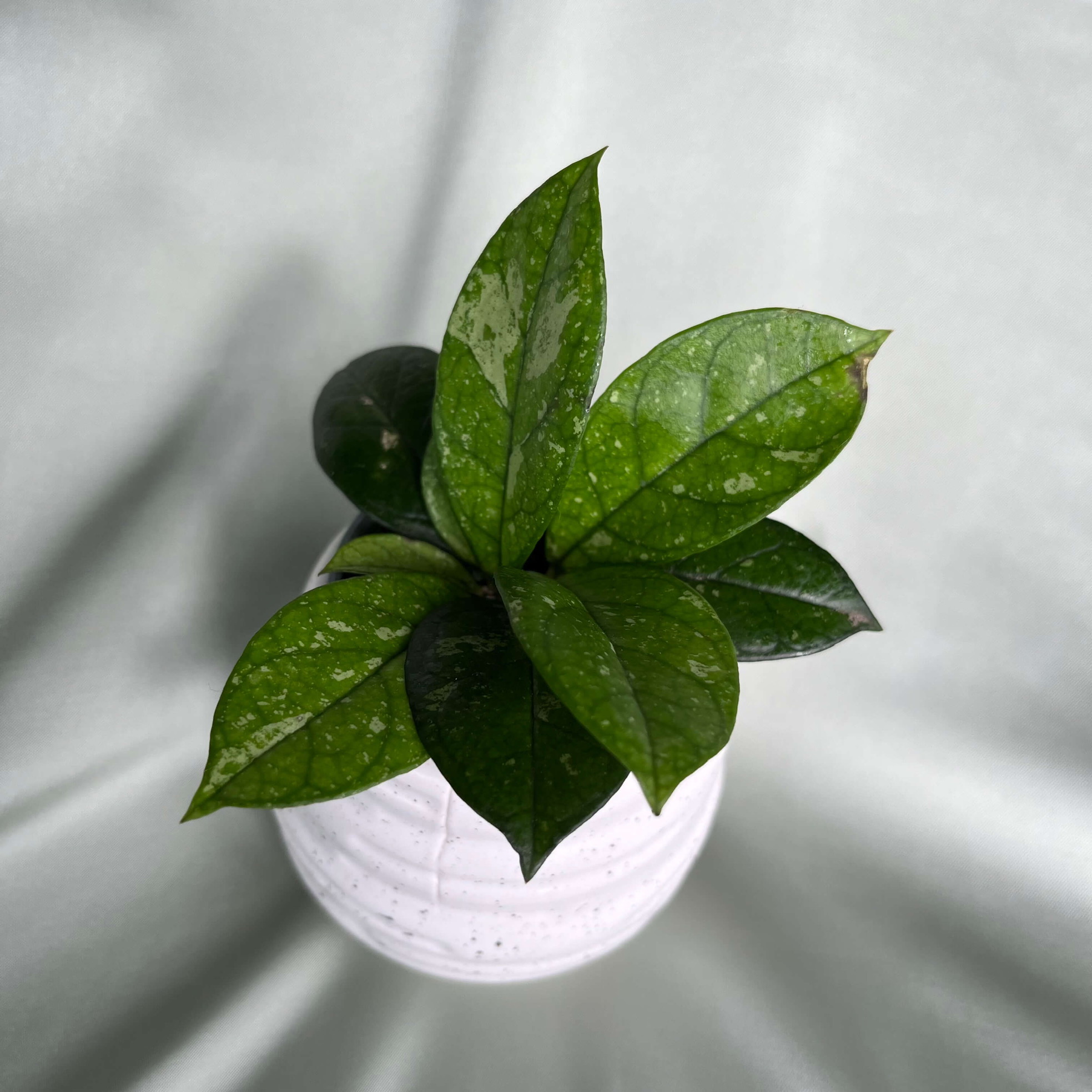 Hoya Crassipetiolata Splash