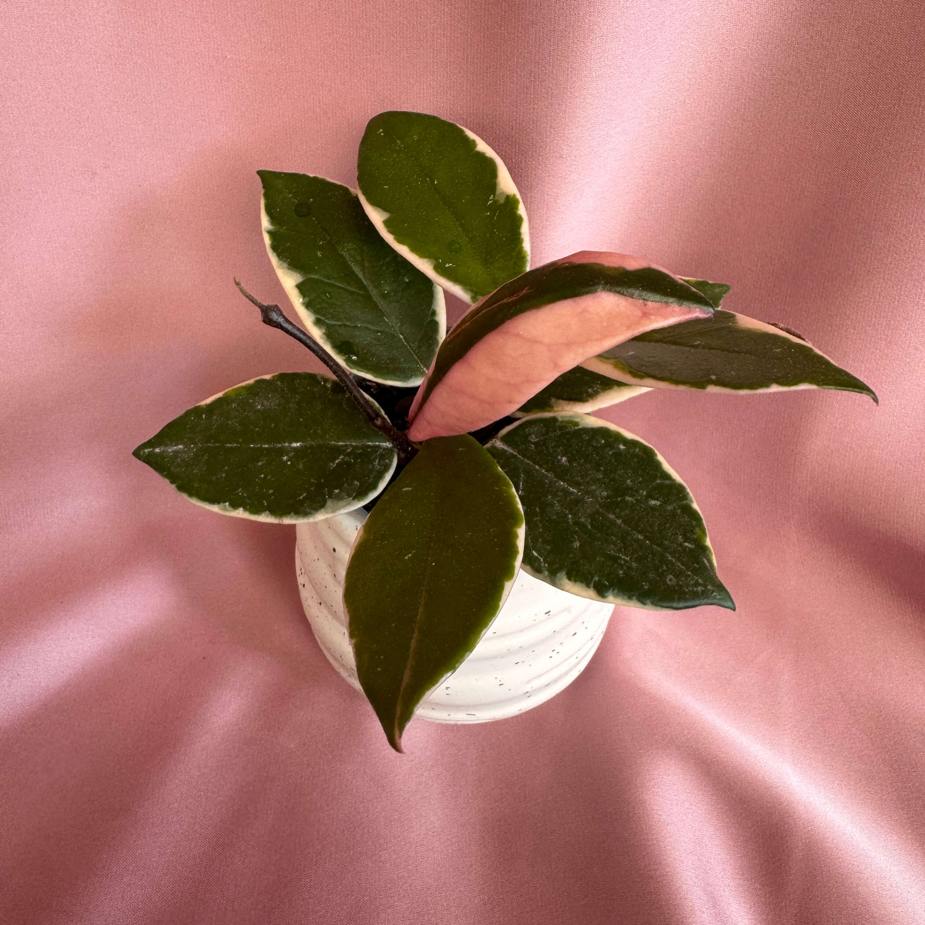 Hoya carnosa Tricolor Flamingo Dream