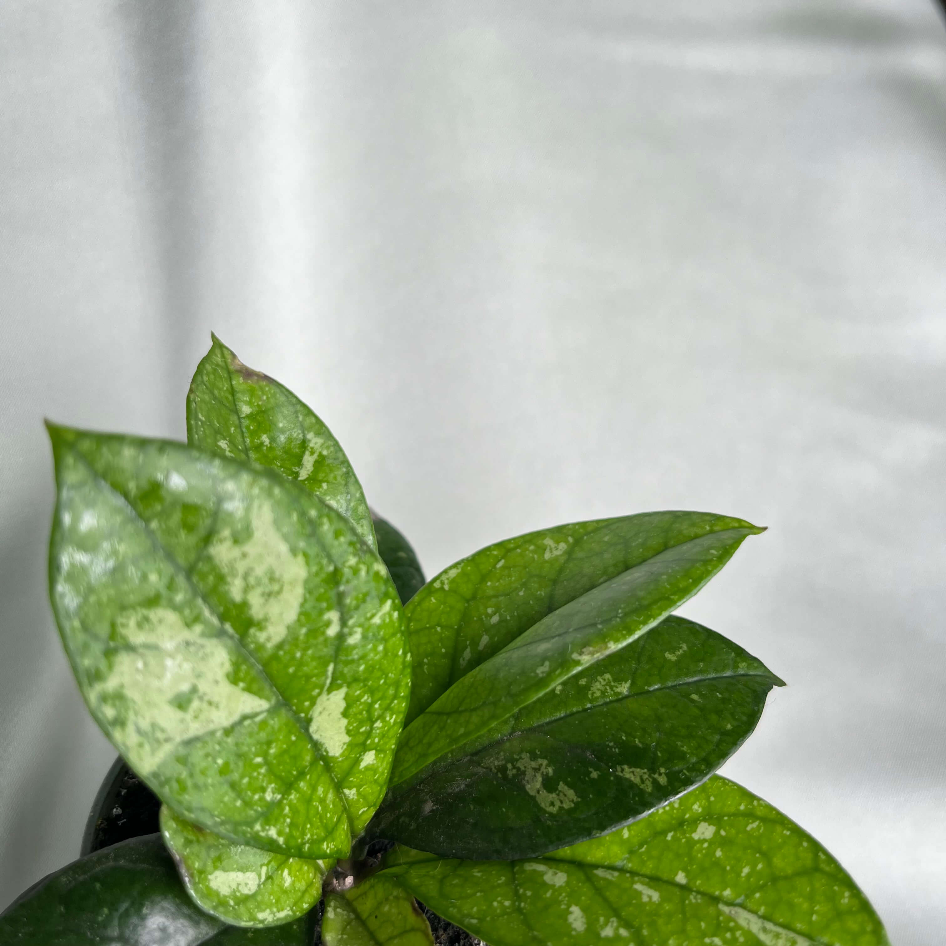 Hoya Crassipetiolata Splash