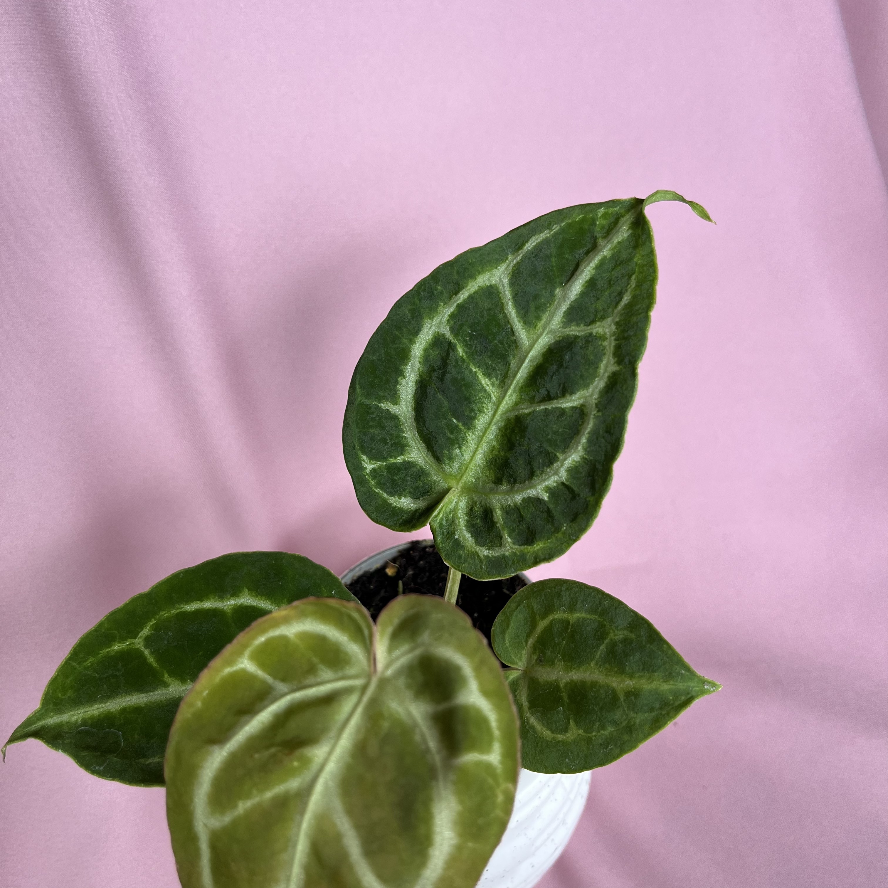 Anthurium crystallinum Dorayaki