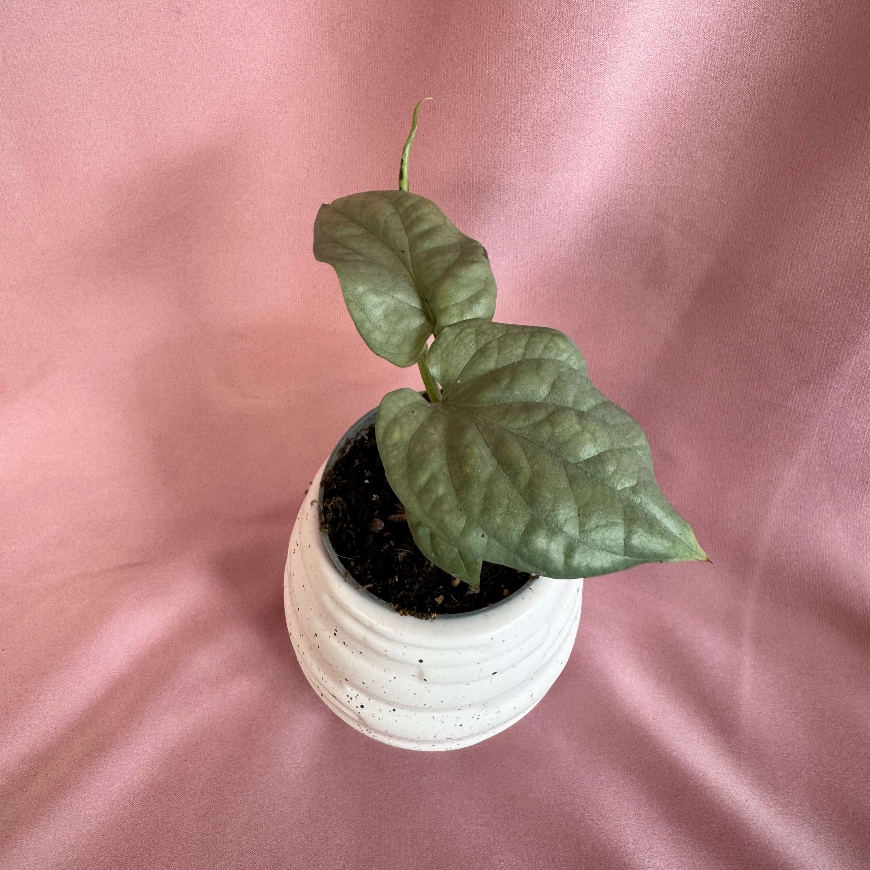 Amydrium medium Silver