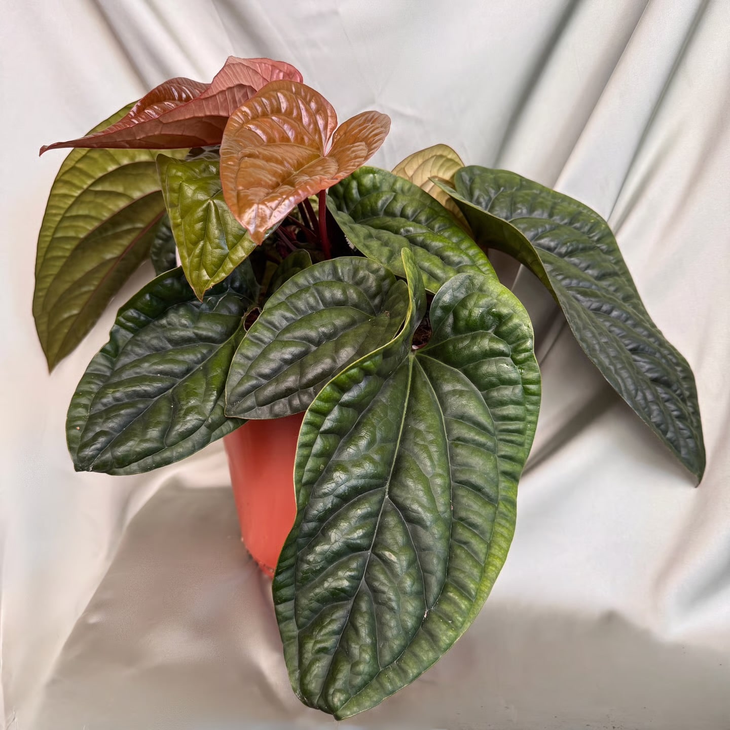Anthurium luxurians x radicans