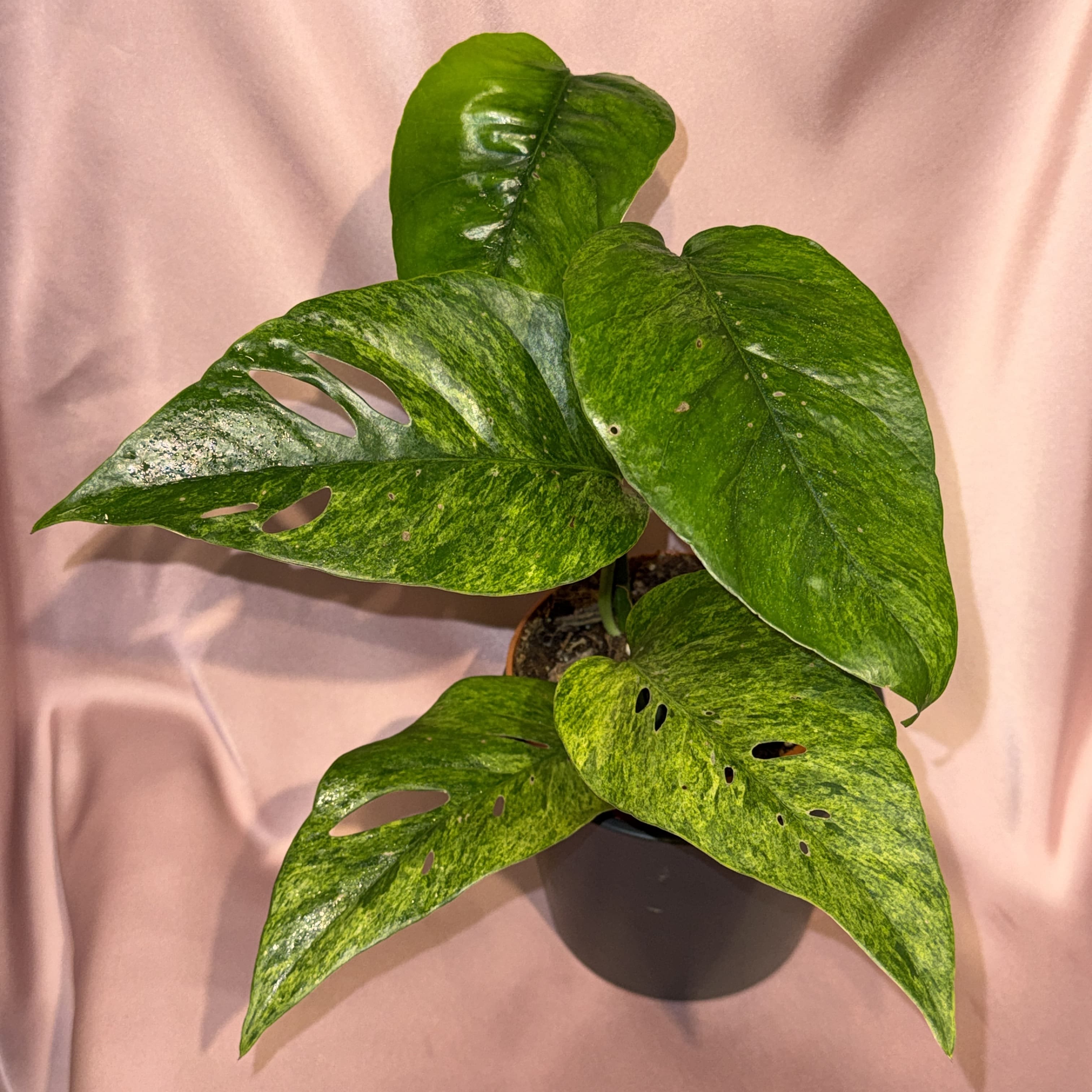 Epipremnum pinnatum mint