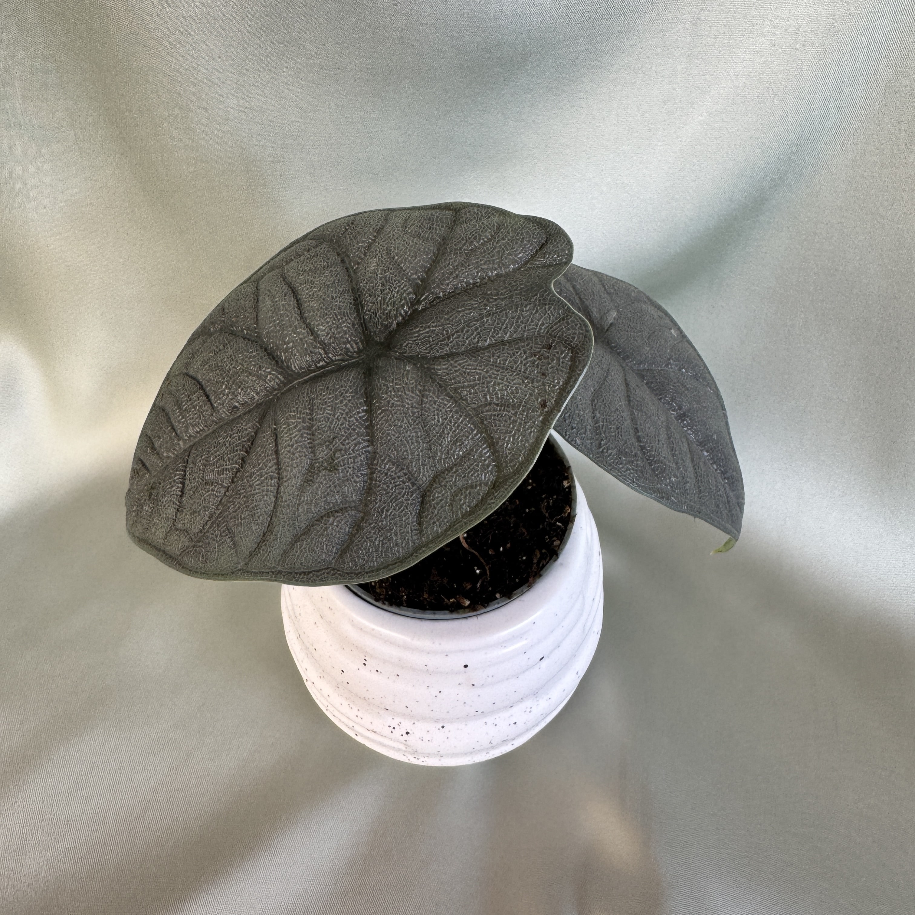 Alocasia Melo