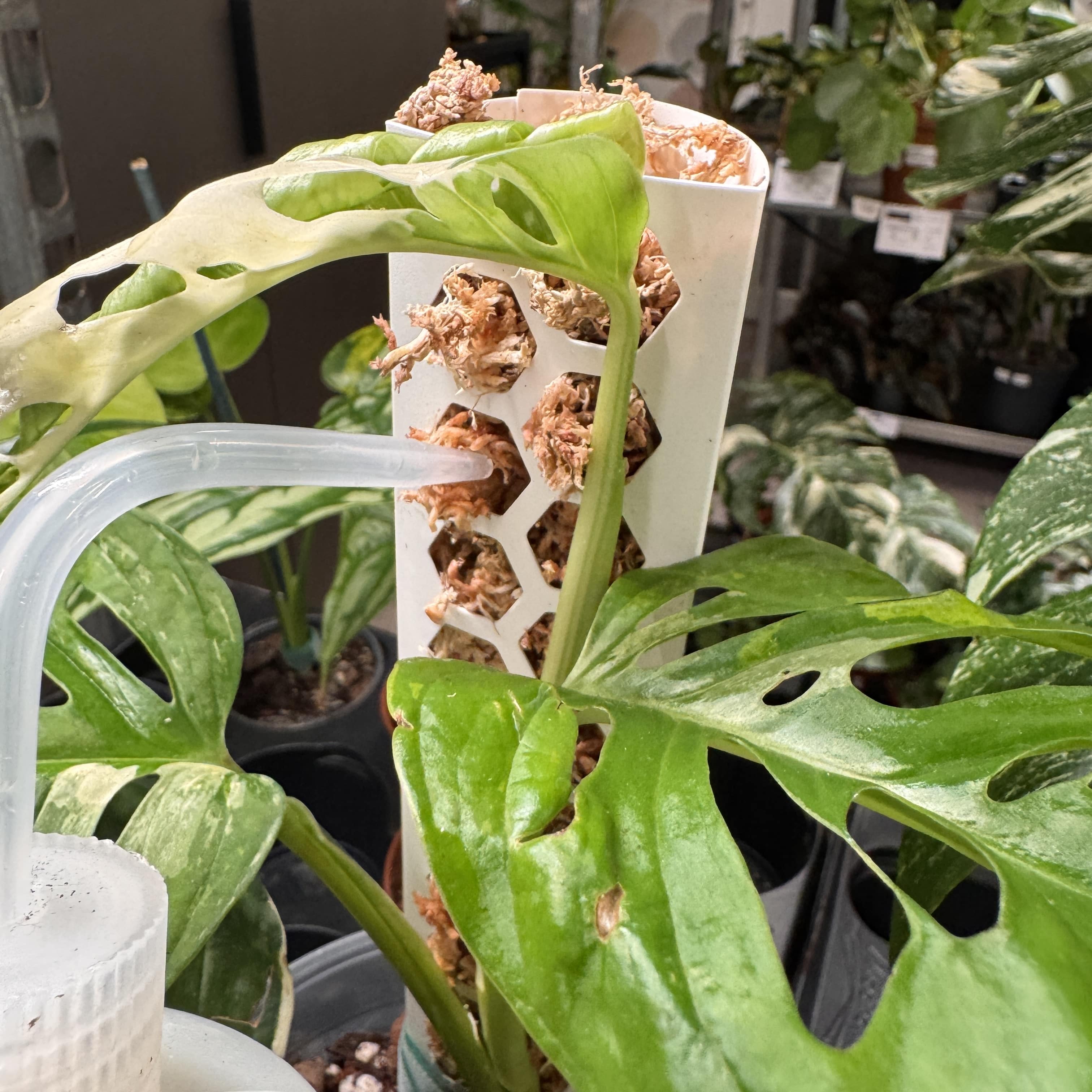 Buteliukas laistymui