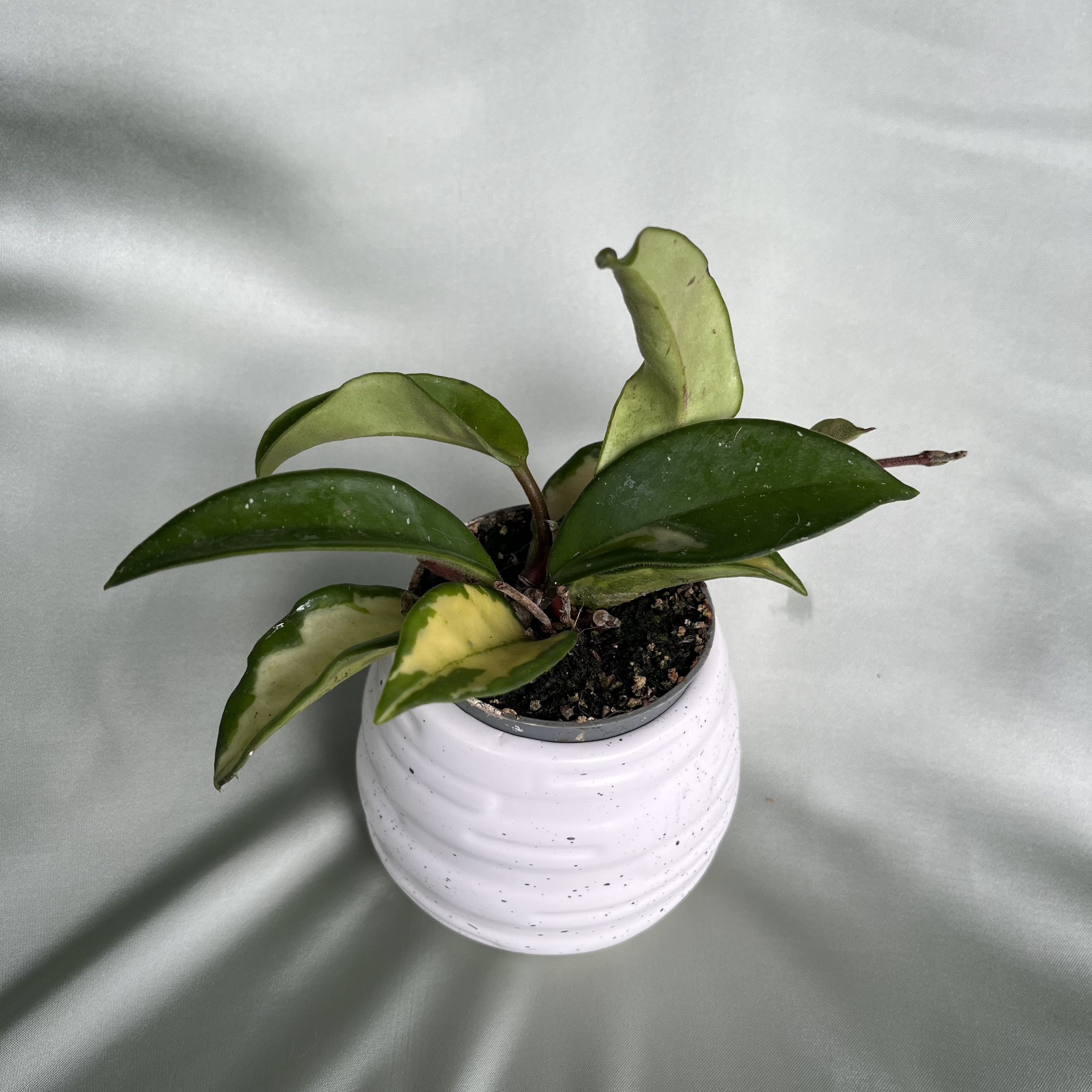 Hoya carnosa Tricolor