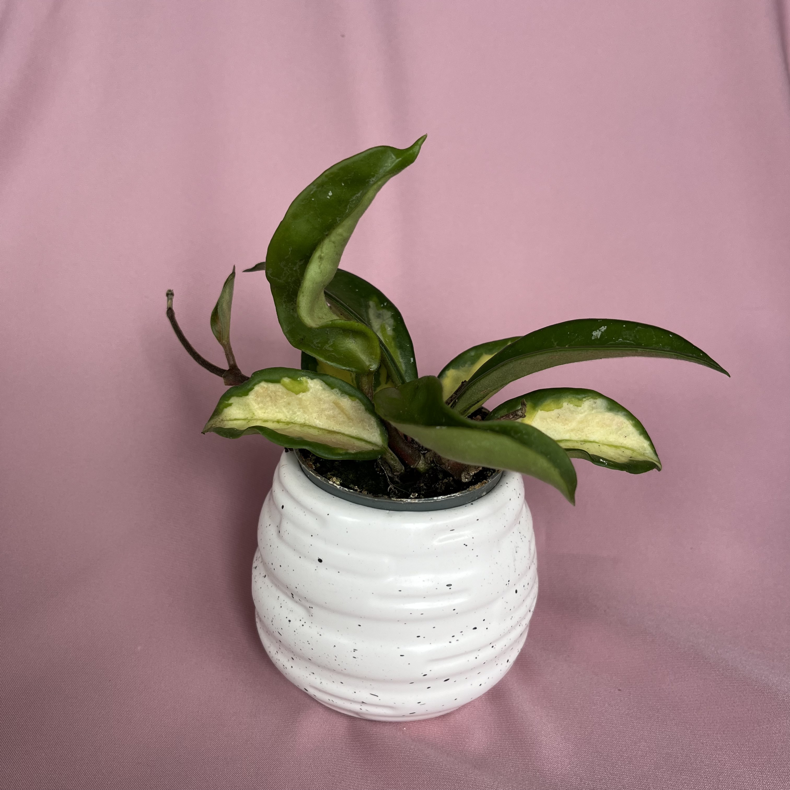 Hoya carnosa Tricolor