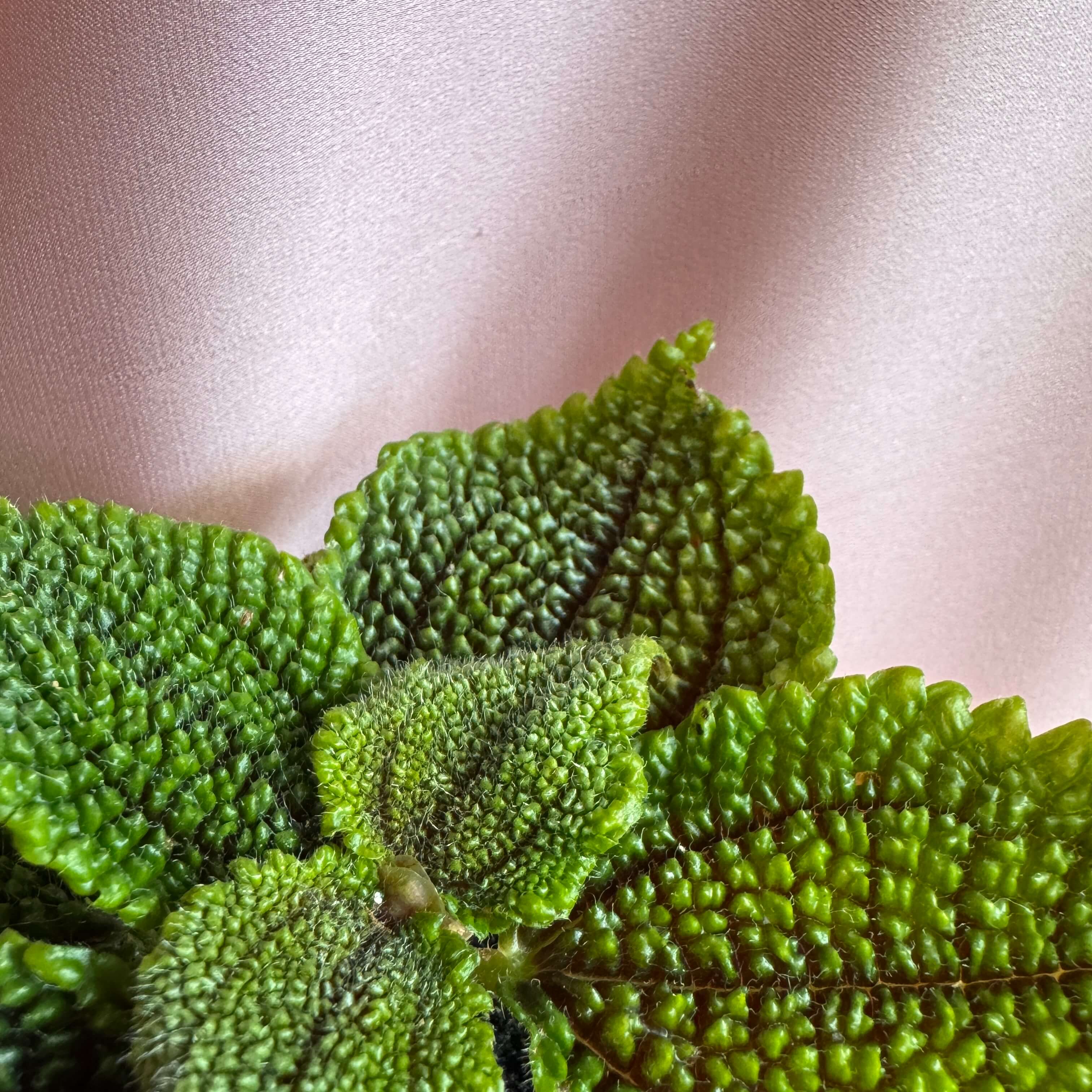 Pilea mollis Moon Valley
