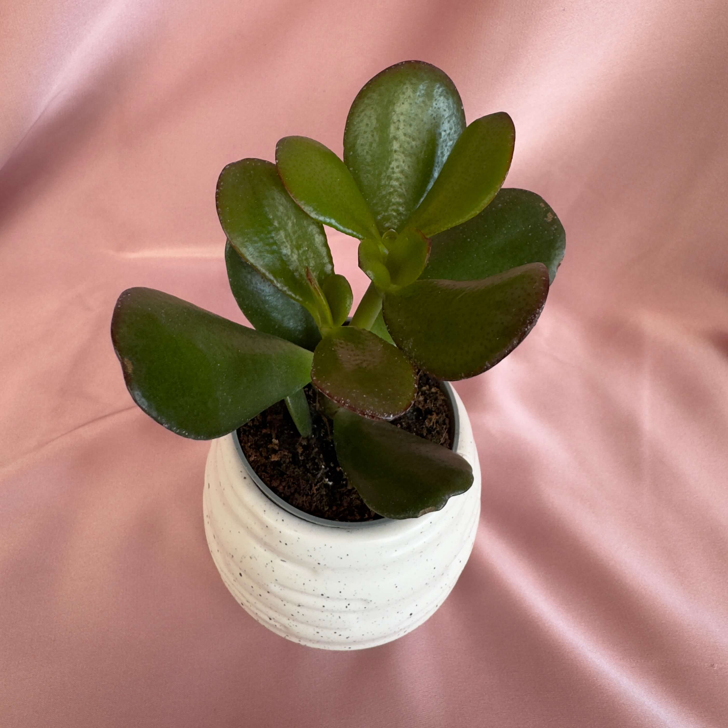 Crassula ovata