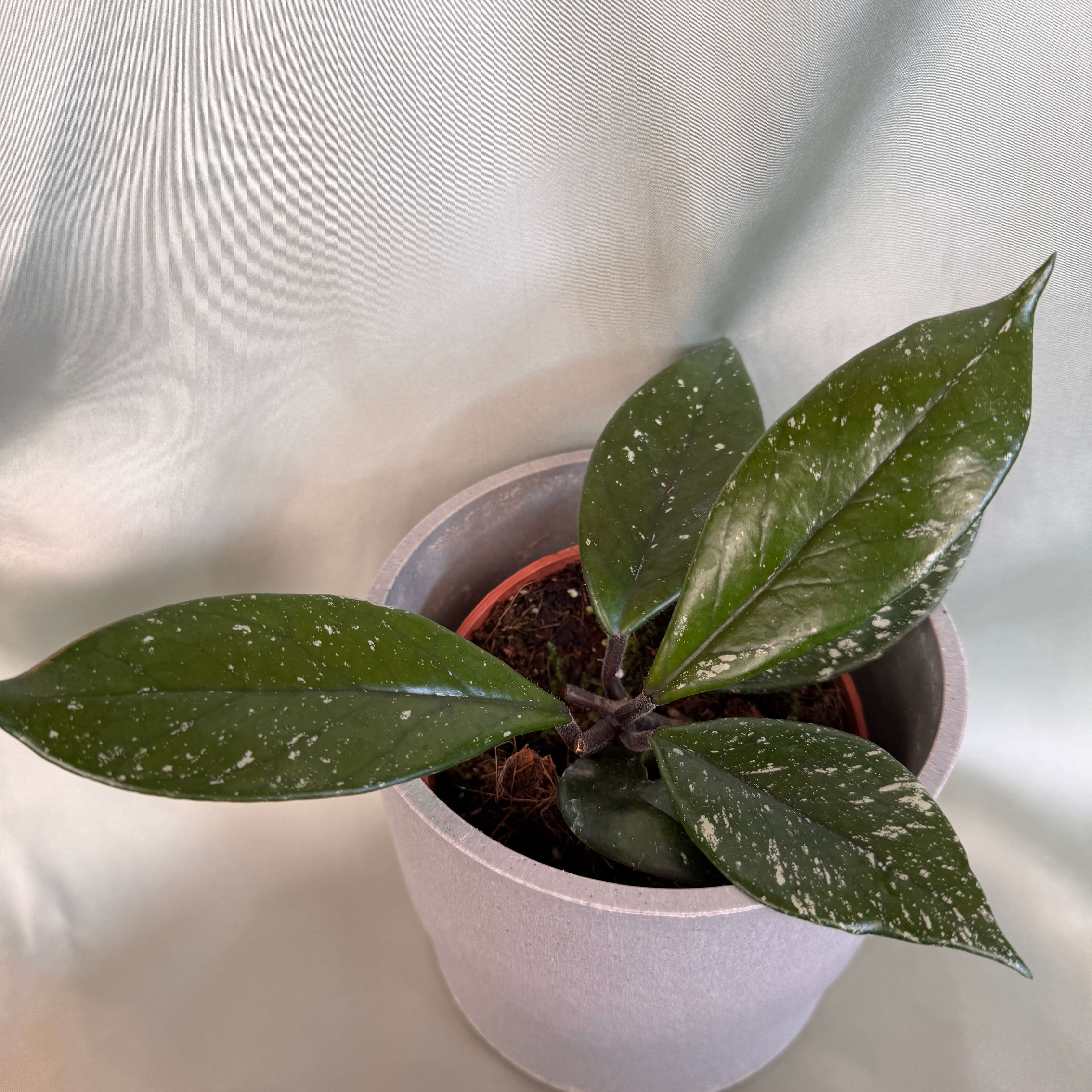 Hoya carnosa Stardust