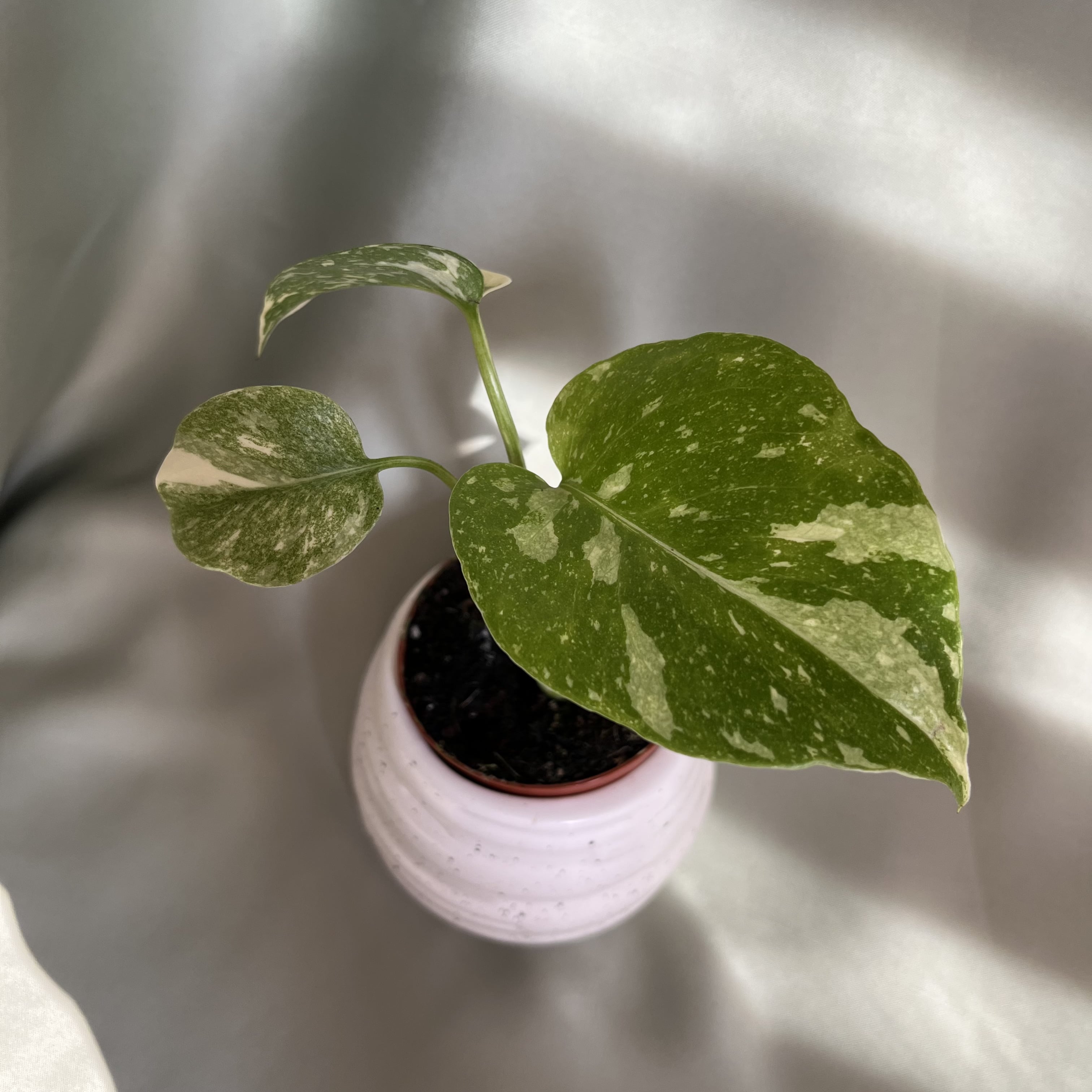 Monstera Thai Constellation