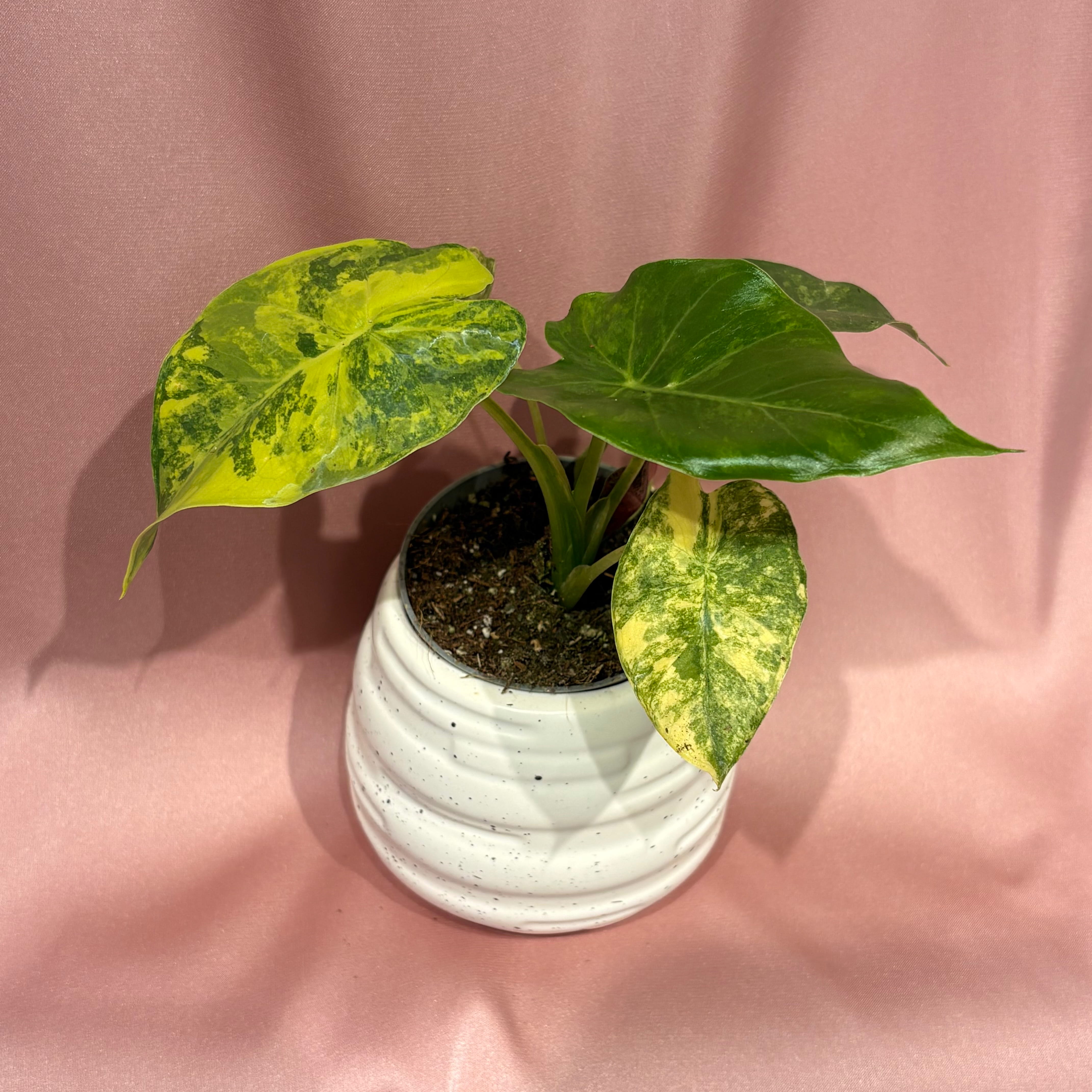 Alocasia macrorrhizos Aurea Variegata