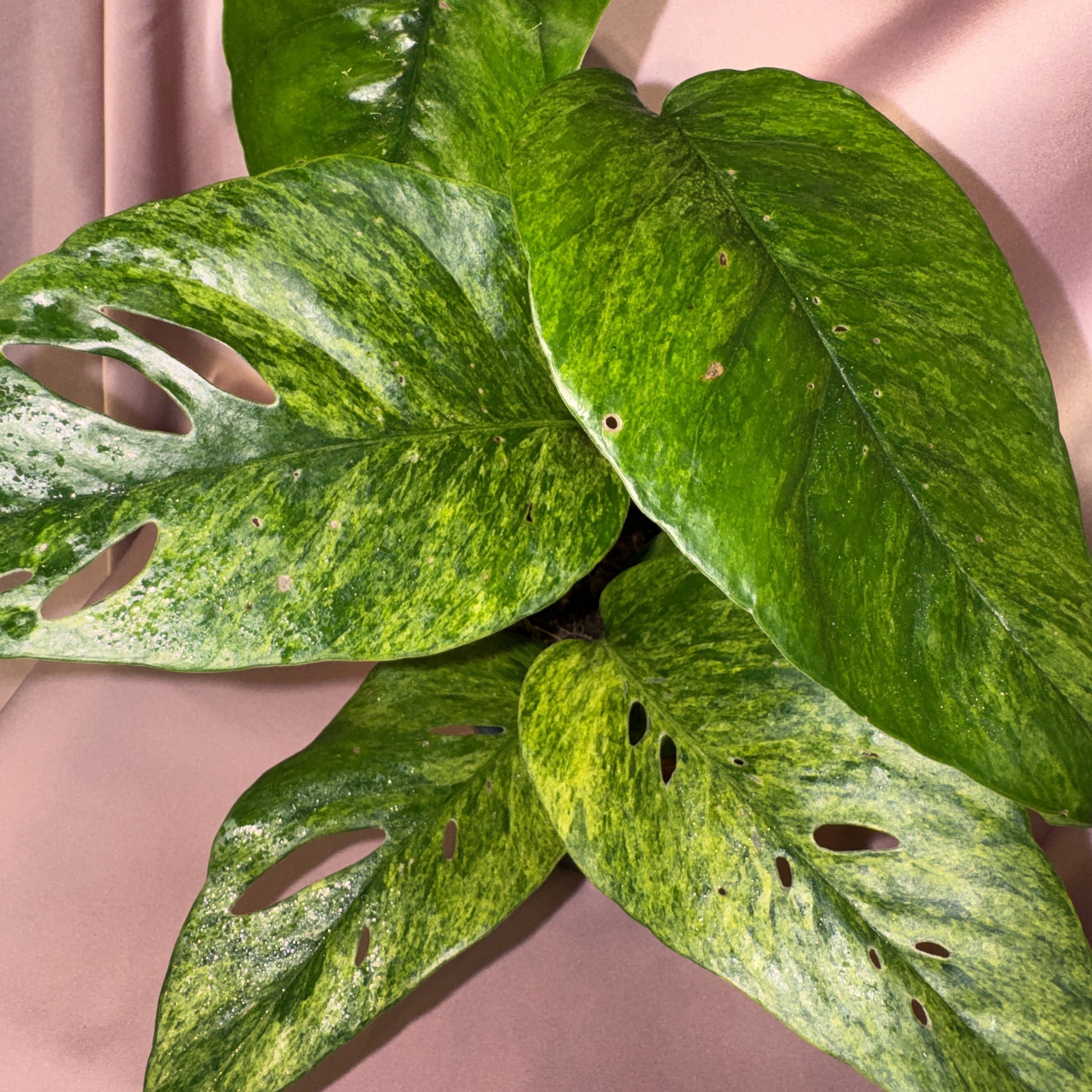 Epipremnum pinnatum mint