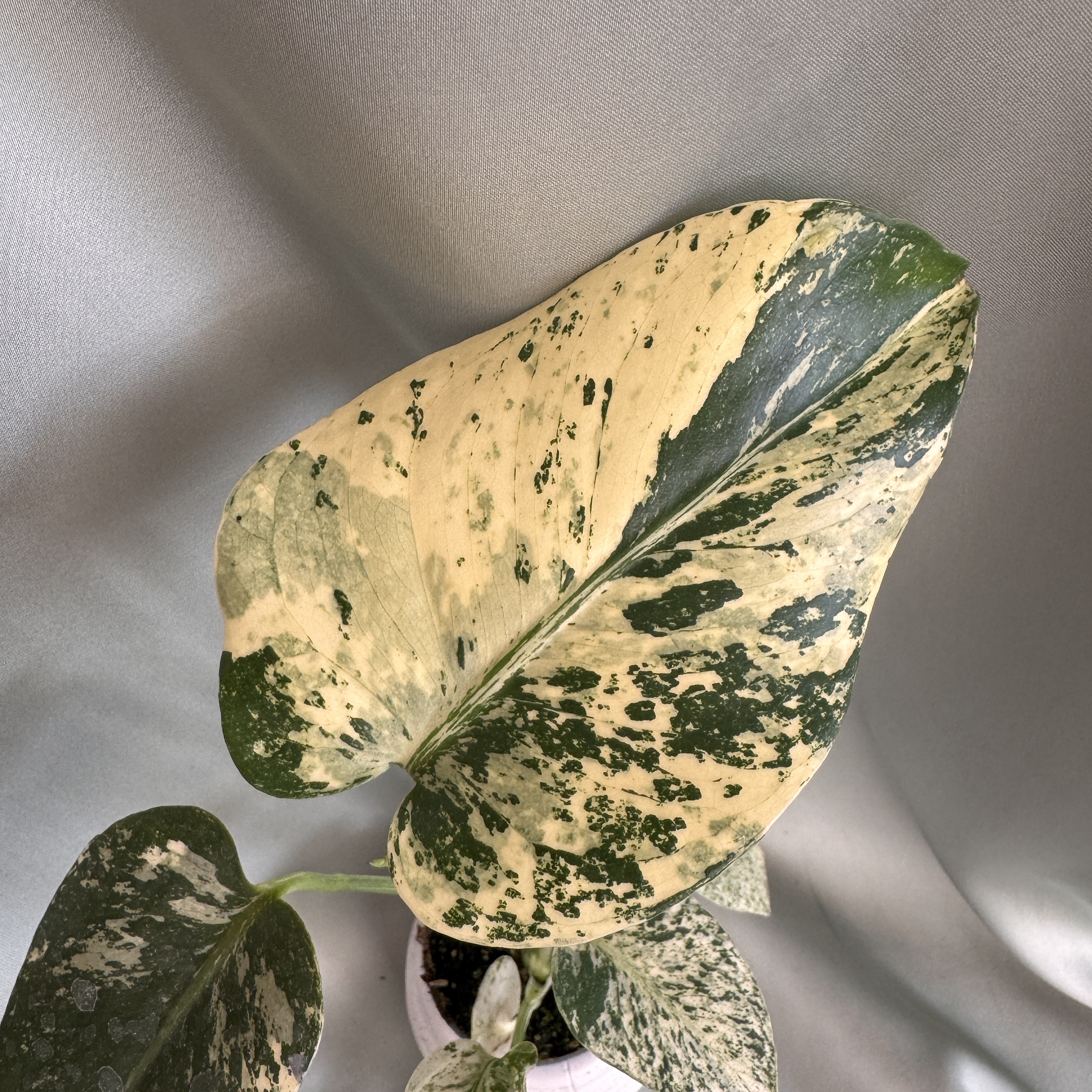 Monstera deliciosa Albovariegata Mint