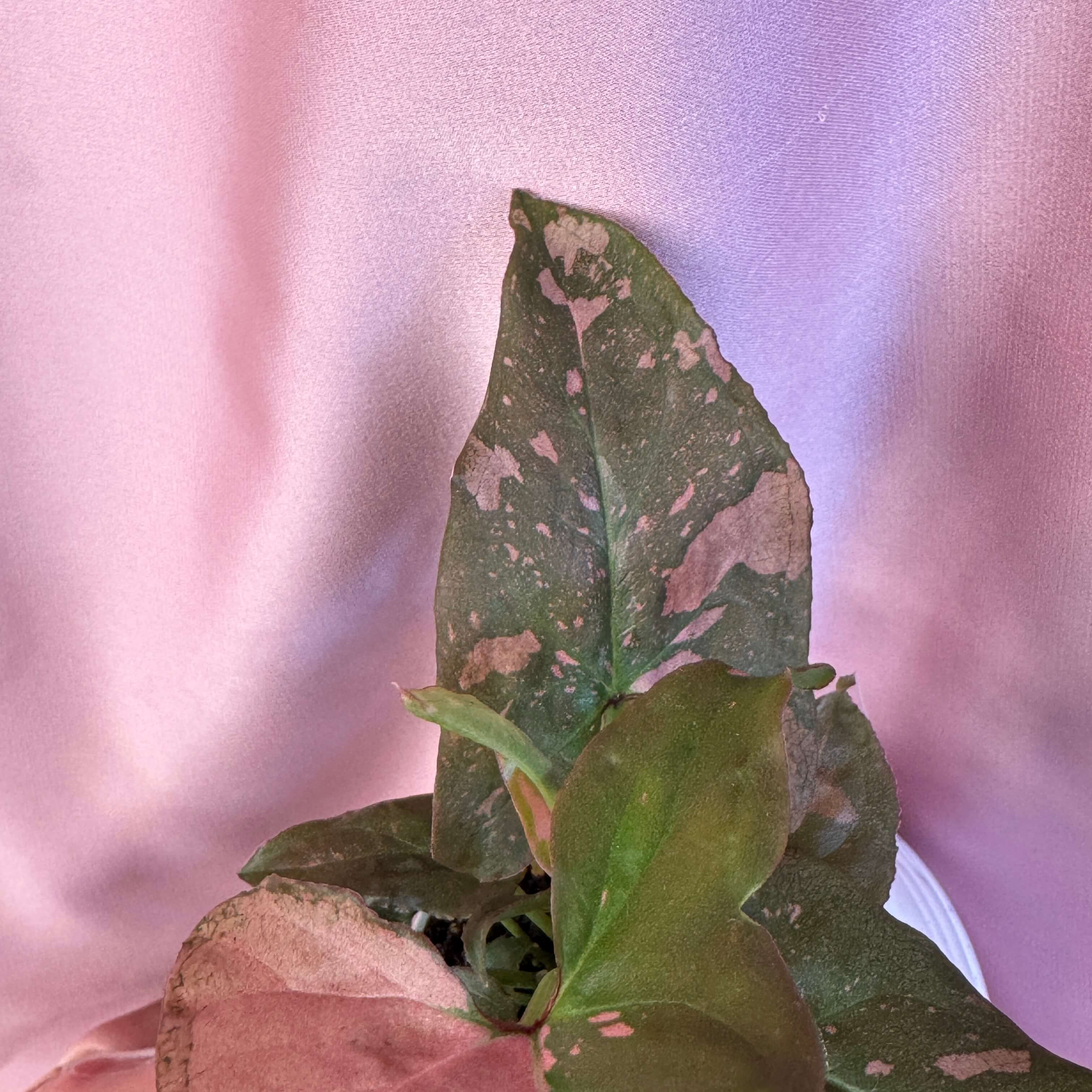 Syngonium Pink Splash