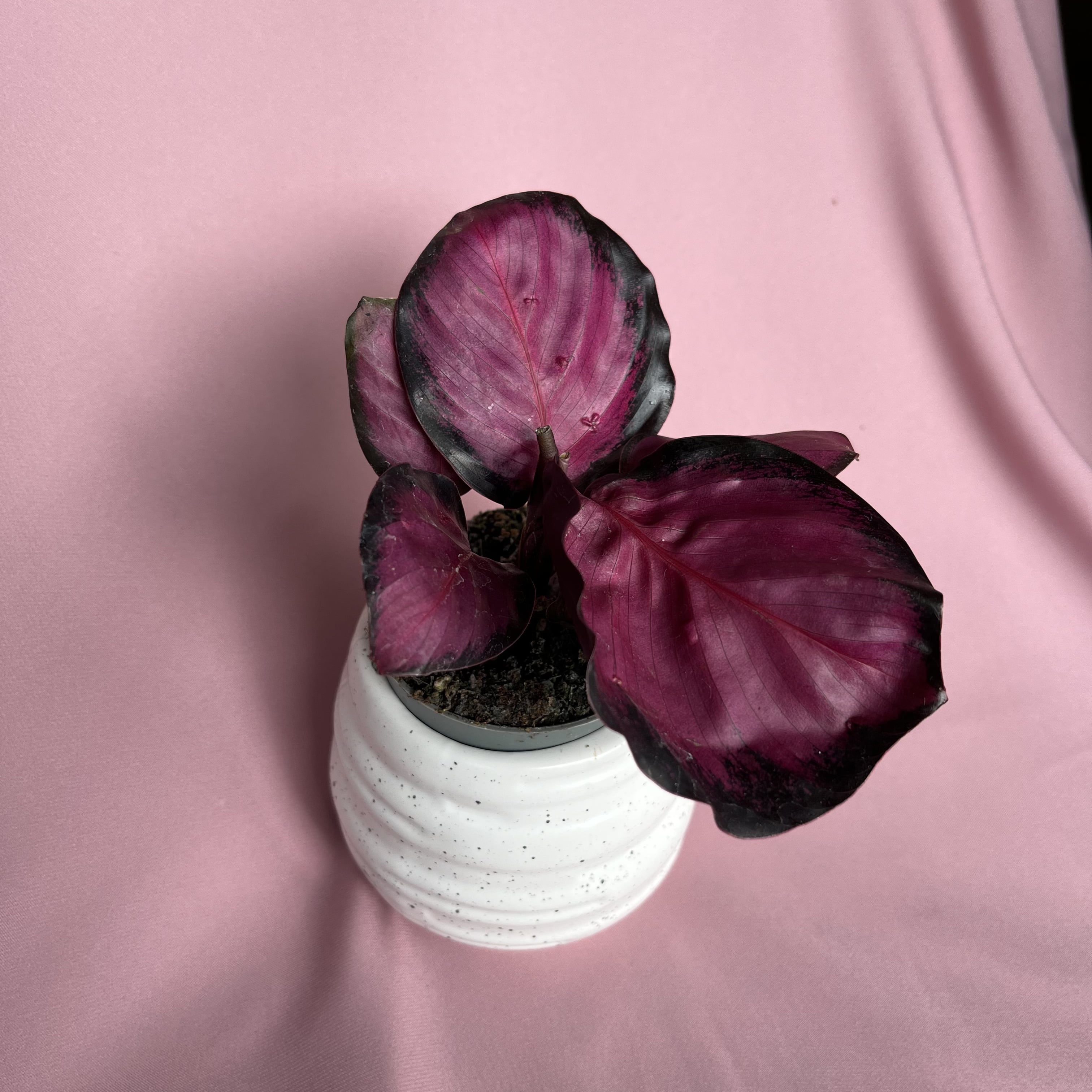 Calathea roseopicta 