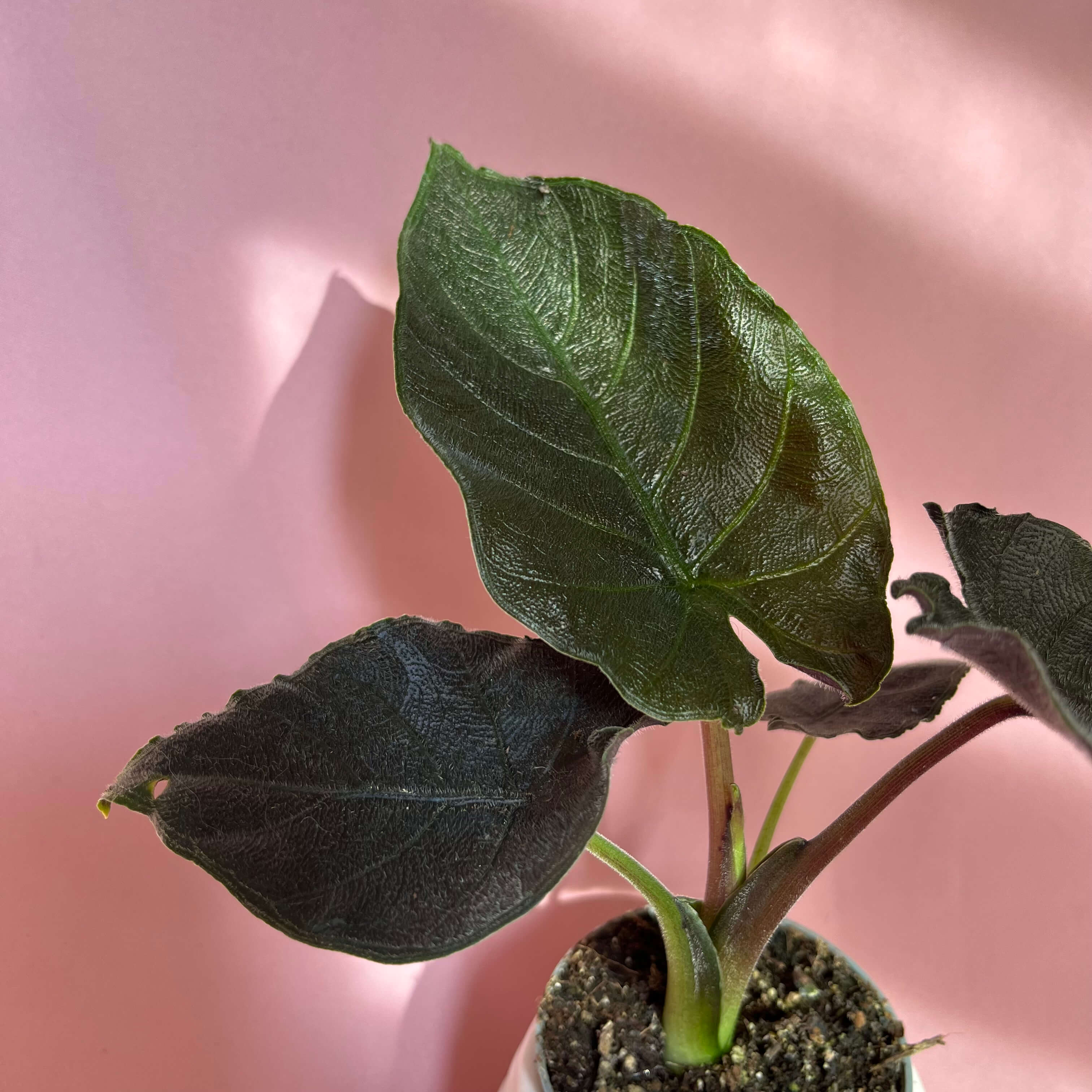 Alocasia Antoro Velvet