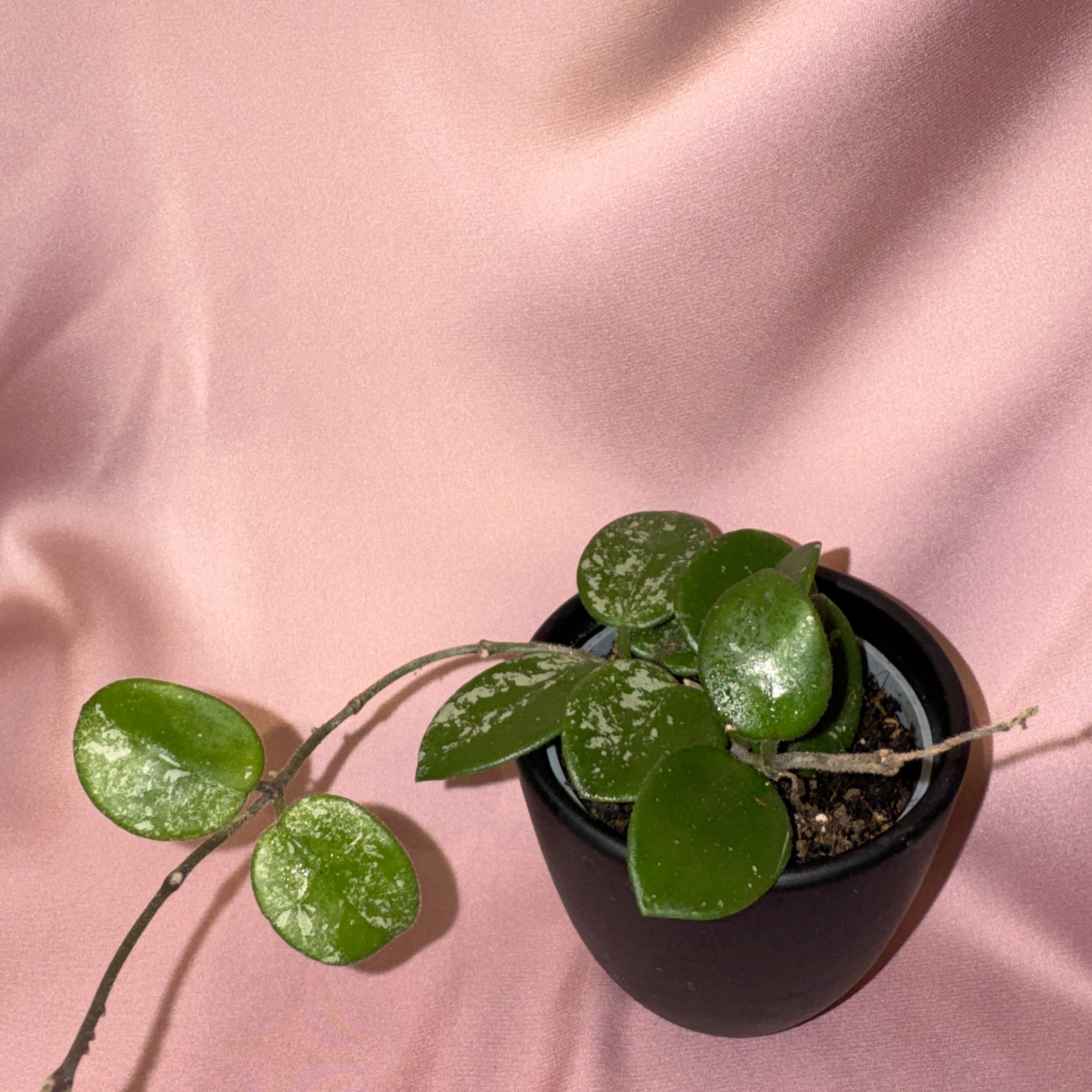 Hoya Mathilde Splash