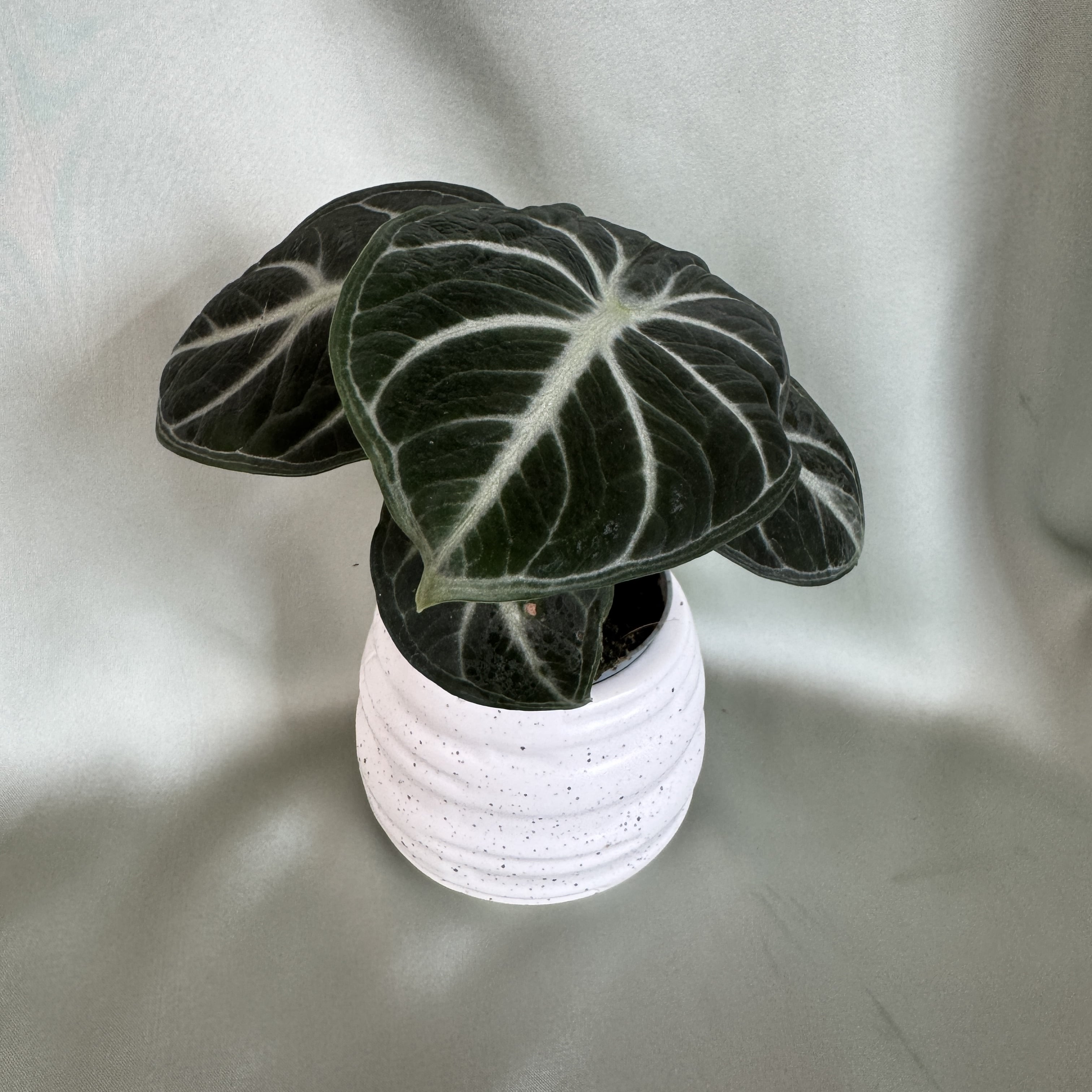 Alocasia reginula Ninja
