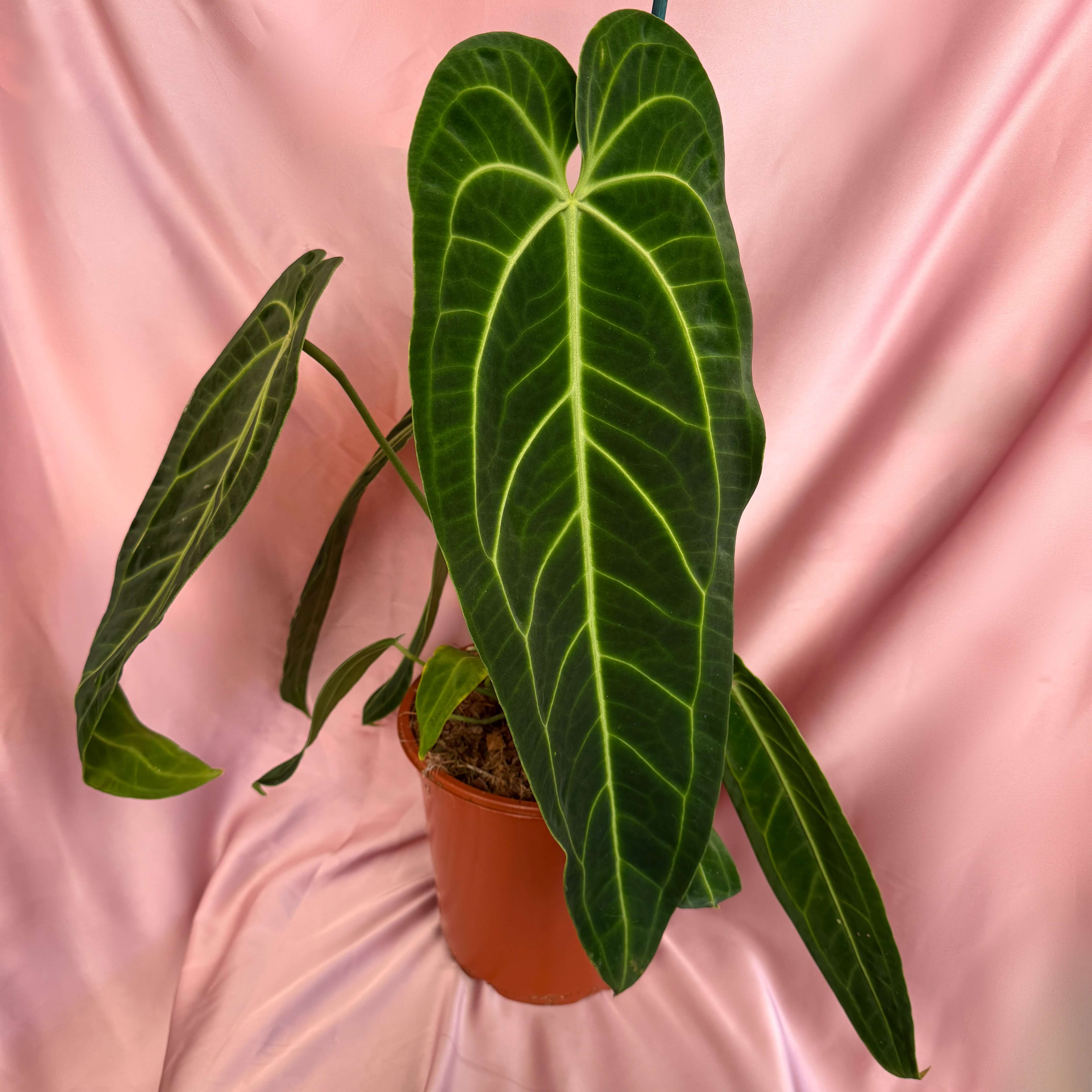 Anthurium Warocqueanum