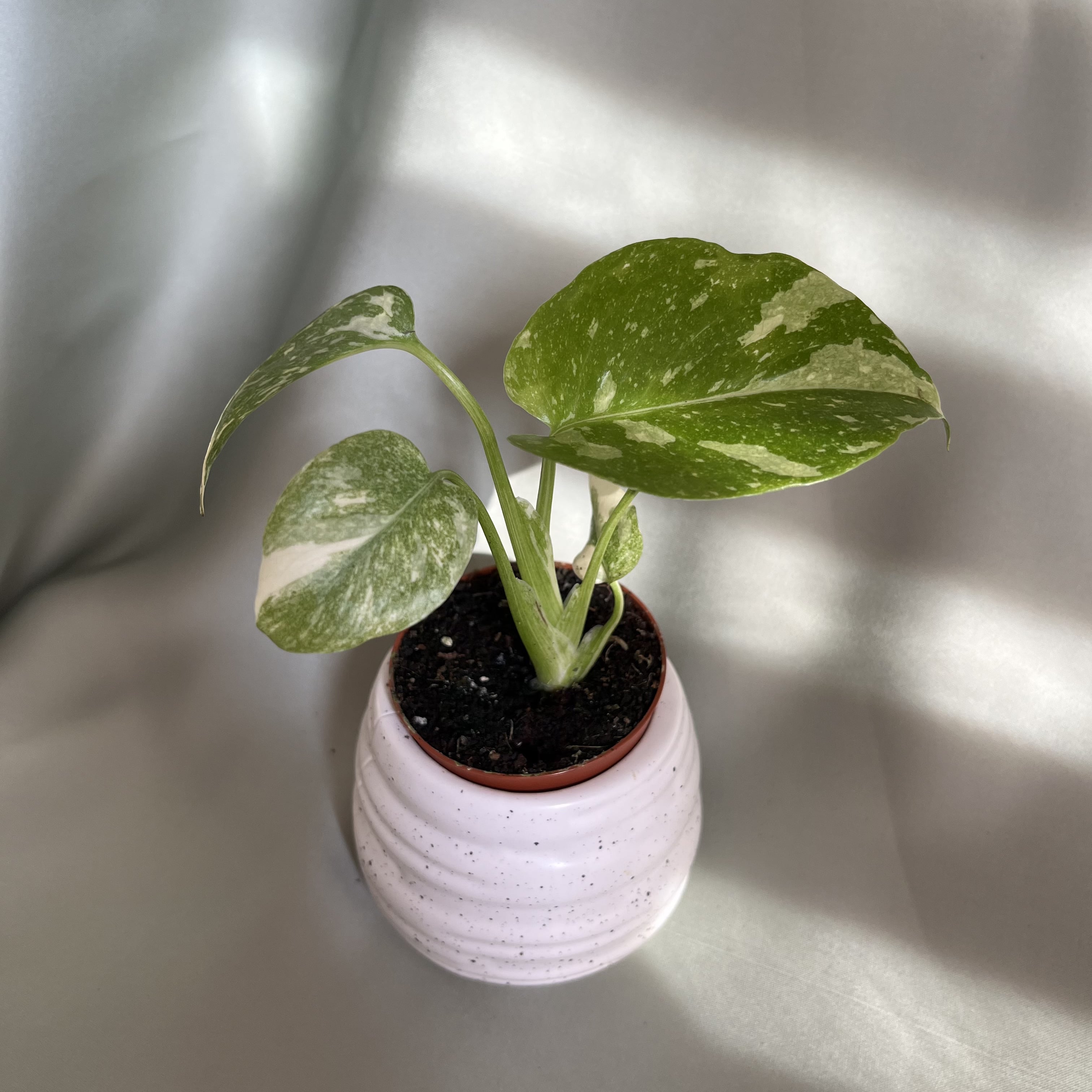 Monstera Thai Constellation