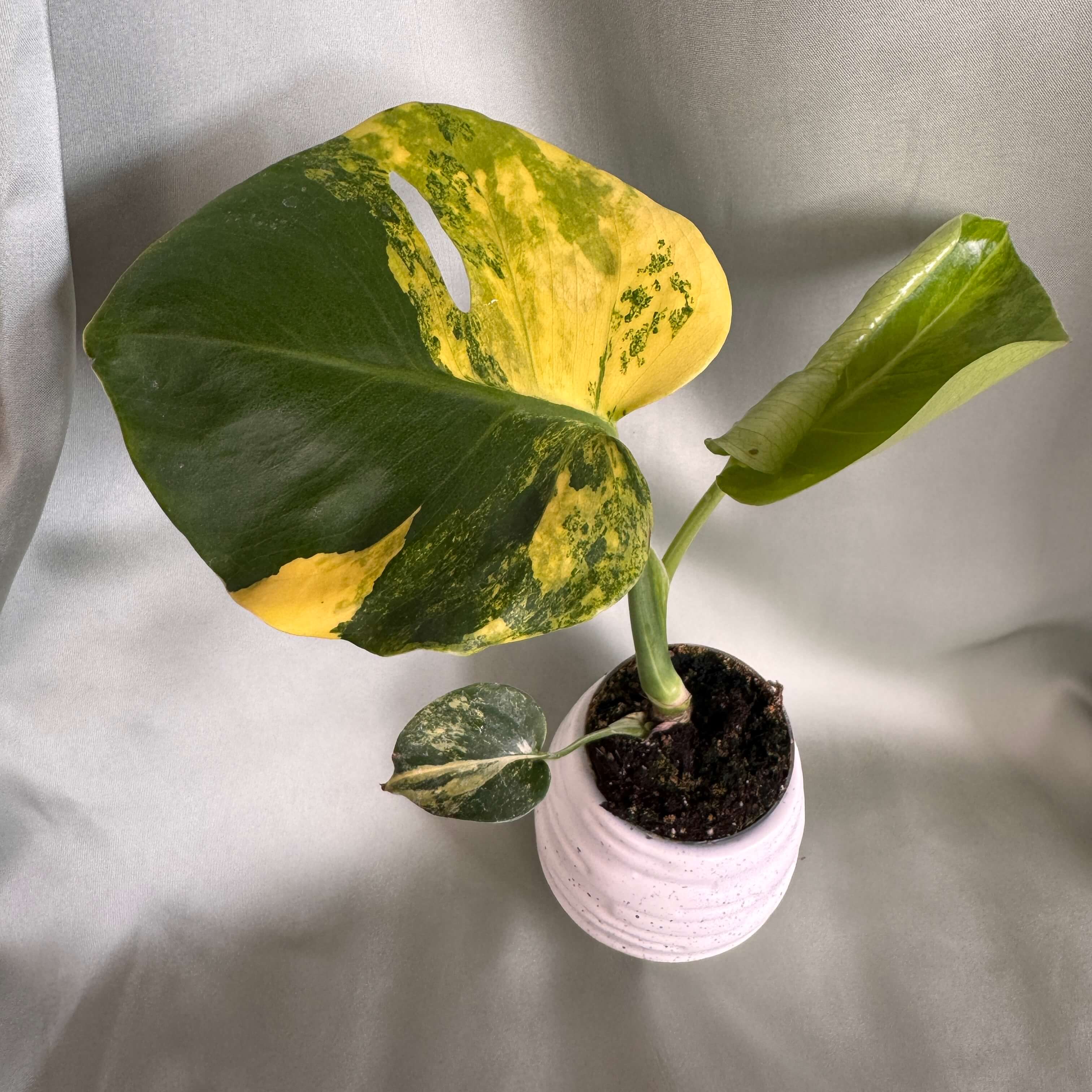 Monstera deliciosa Variegata Aurea