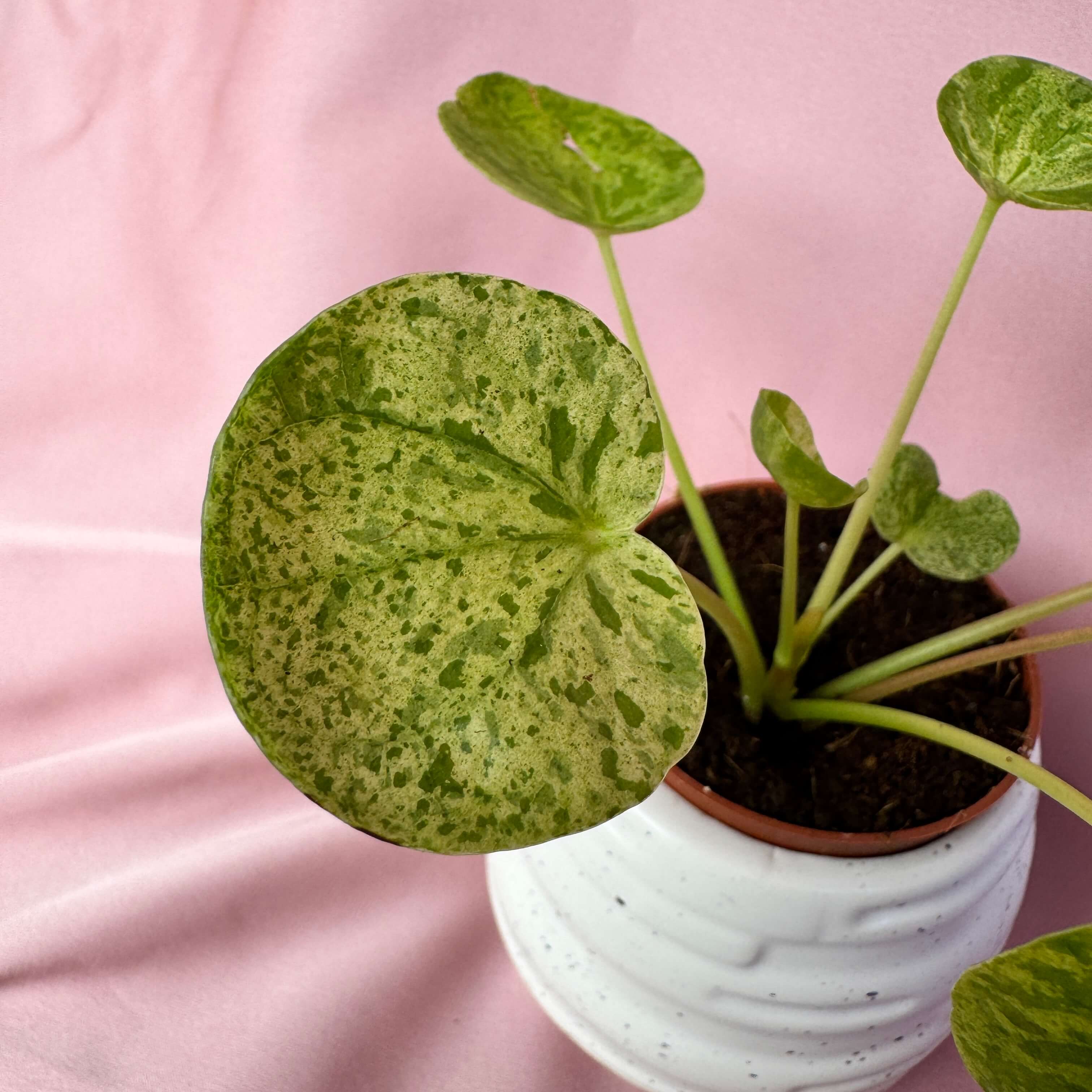 Pilea peperomioides Mojito