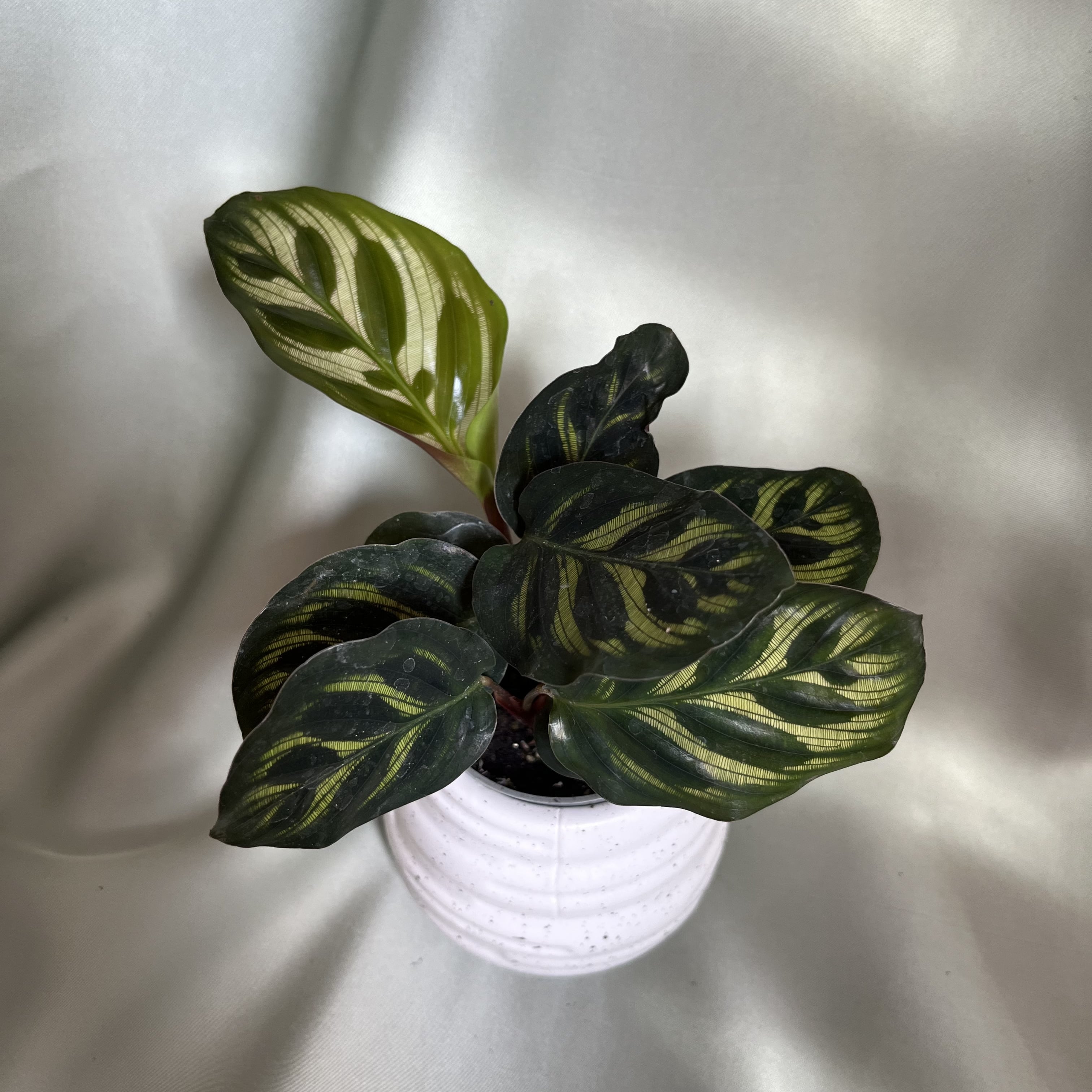 Calathea Makoyana
