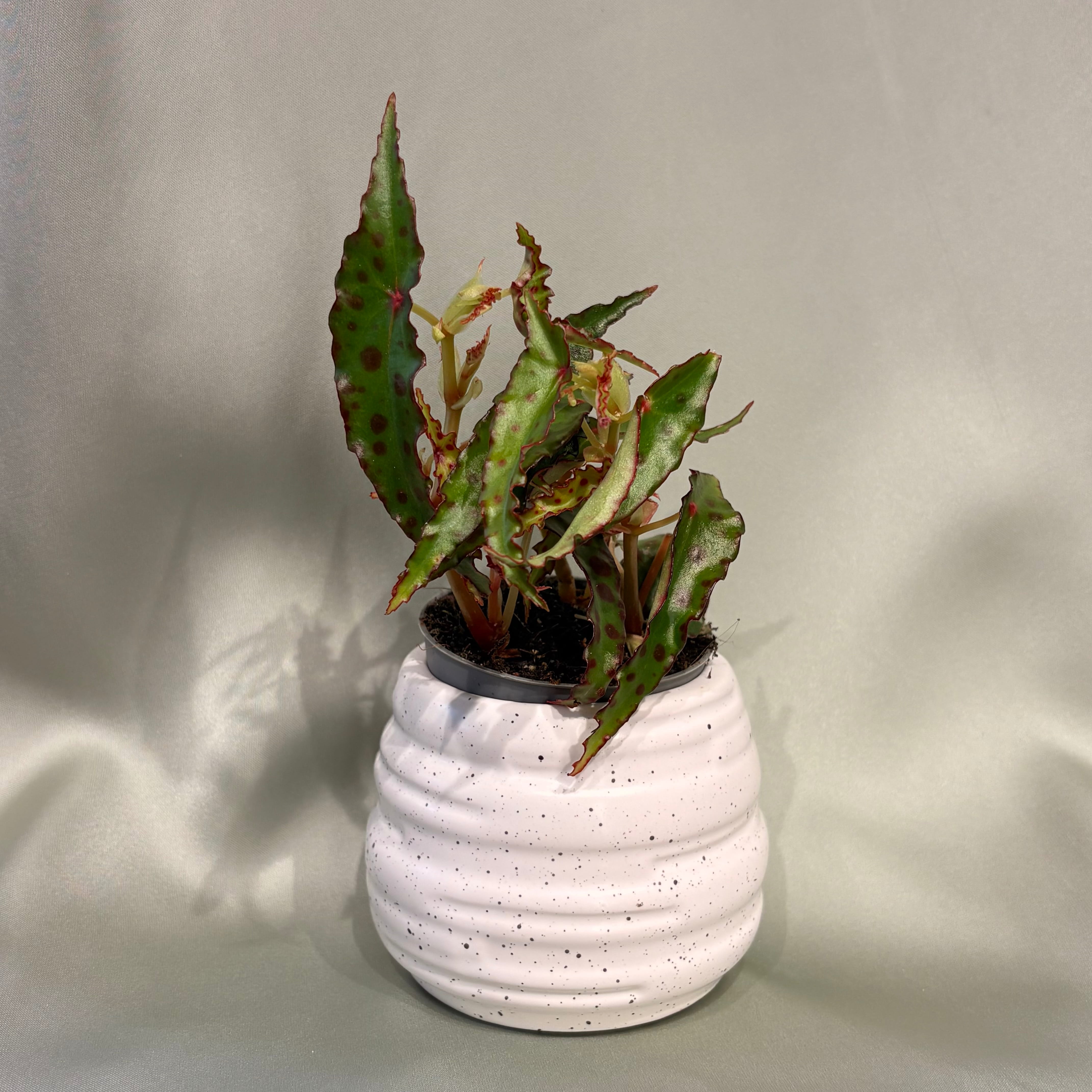 Begonia amphioxus