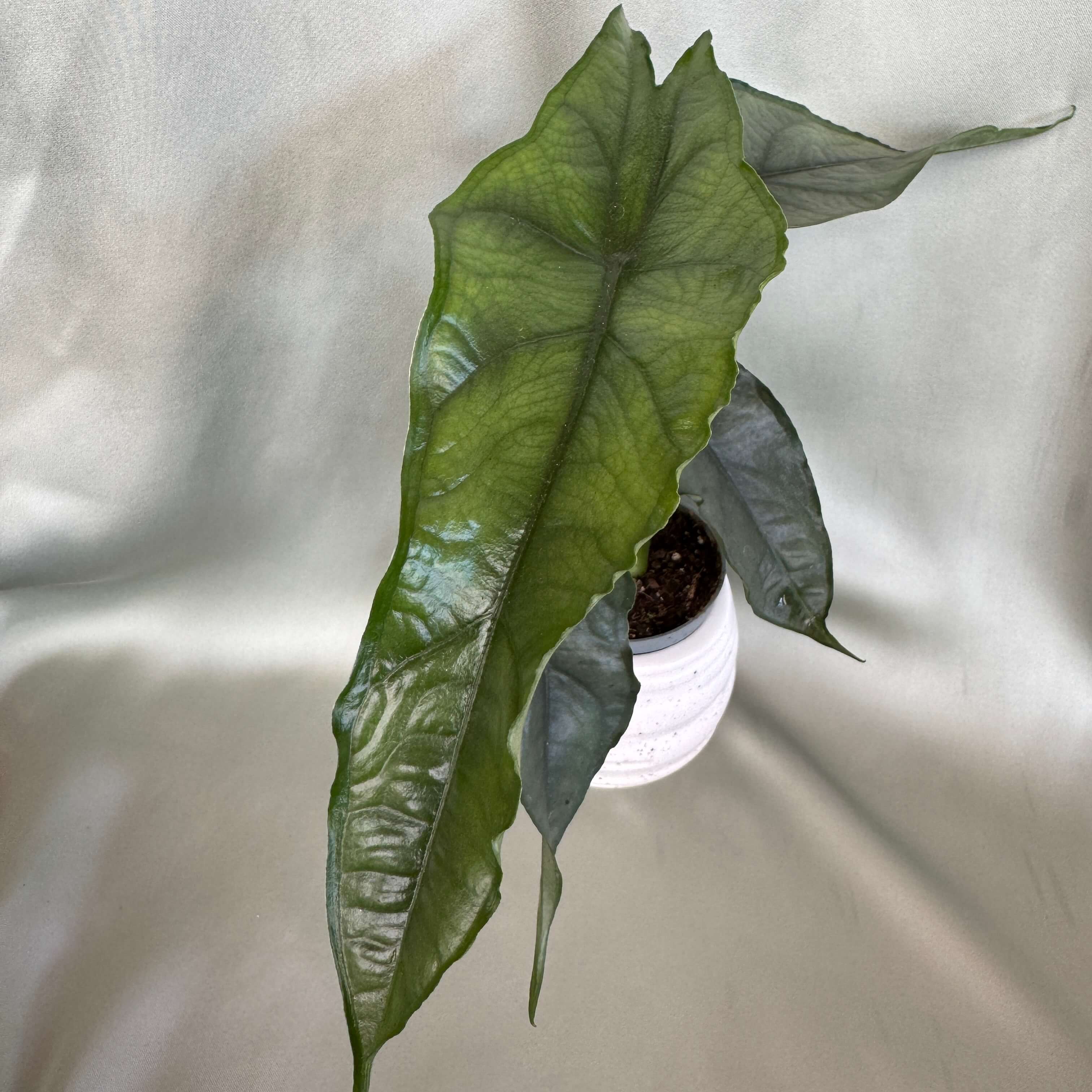 Alocasia heterophylla Dragon's Breath