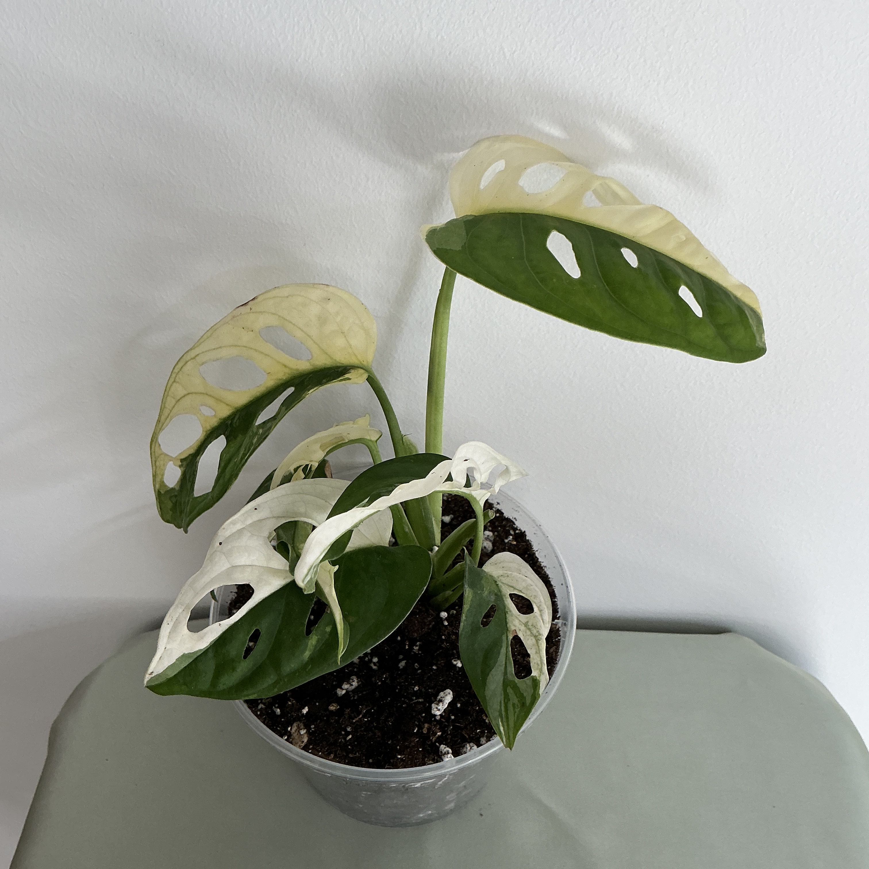 Monstera Adansonii Variegata