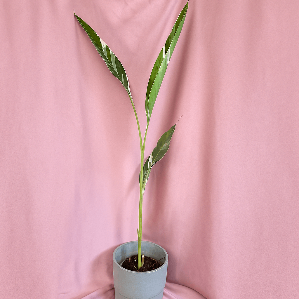 Musa Florida Variegata